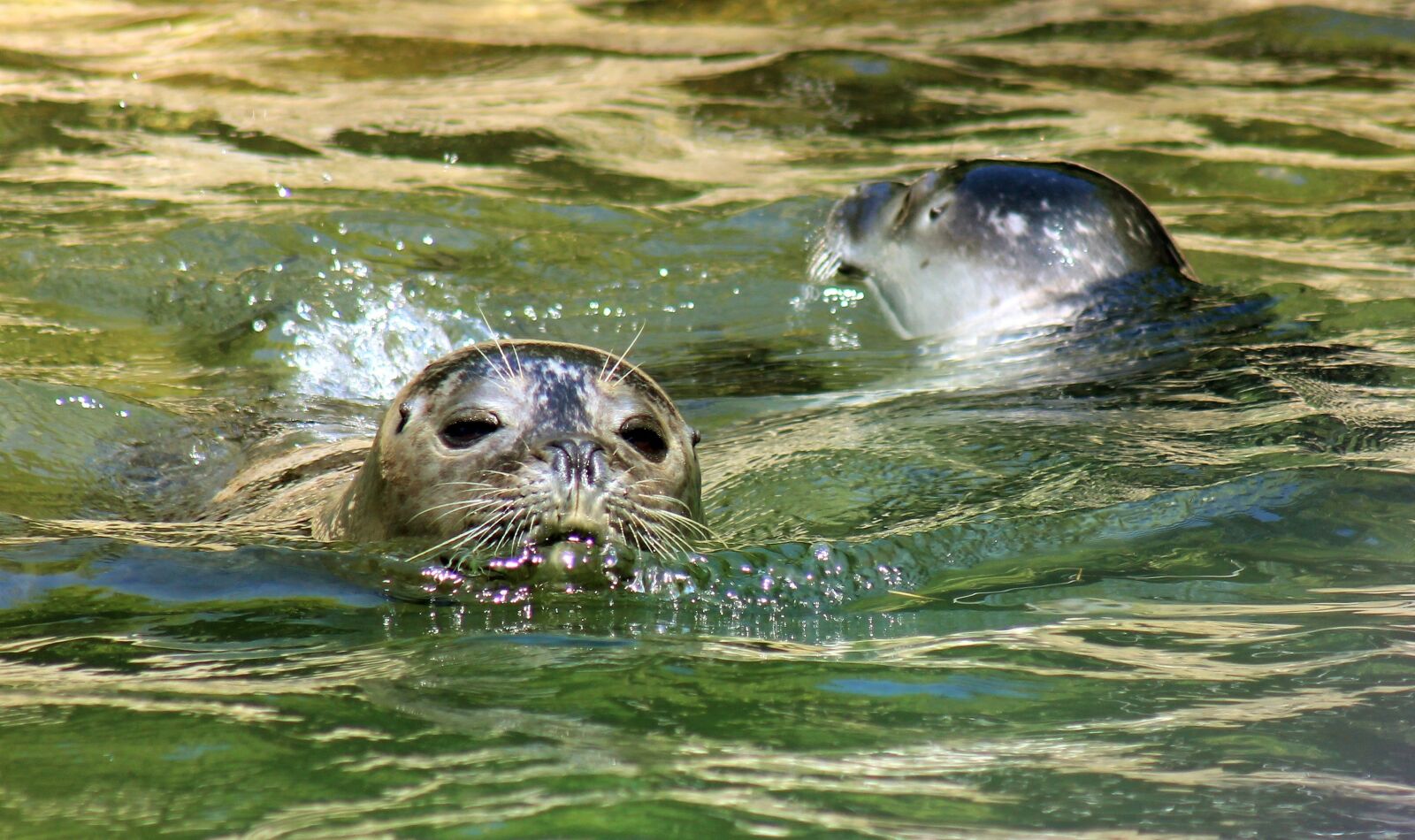 Canon EF 75-300mm f/4-5.6 sample photo. Seal, zoo, water photography