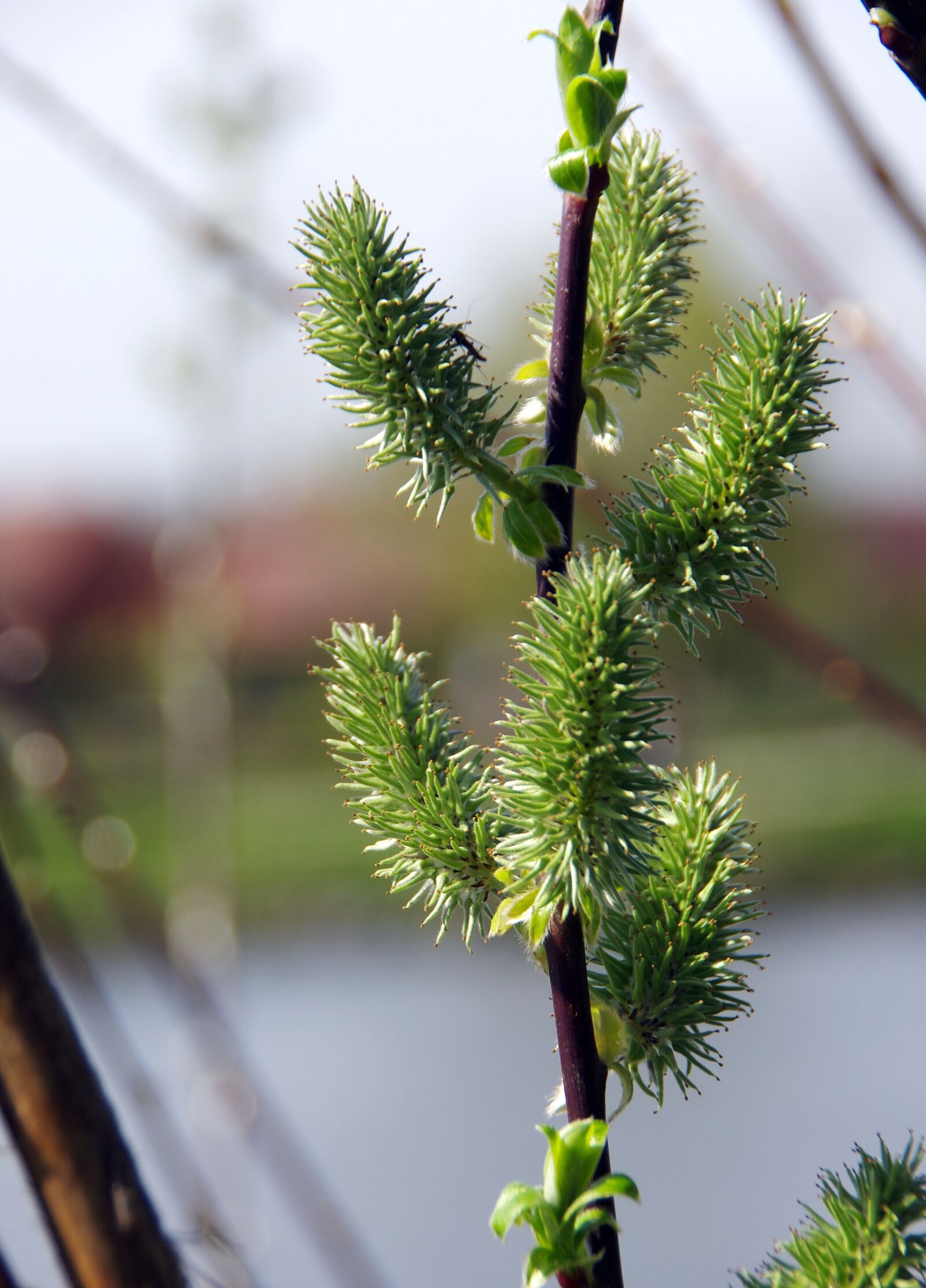 Pentax K-5 sample photo. Kittens, willow, salix alba photography