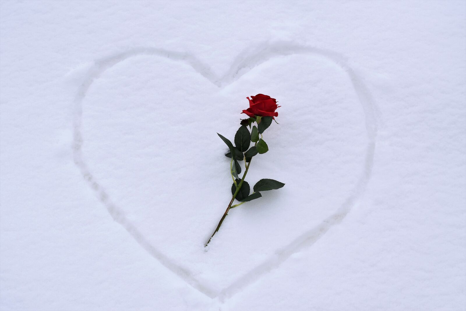 Nikon D5600 sample photo. Heart in snow, red photography