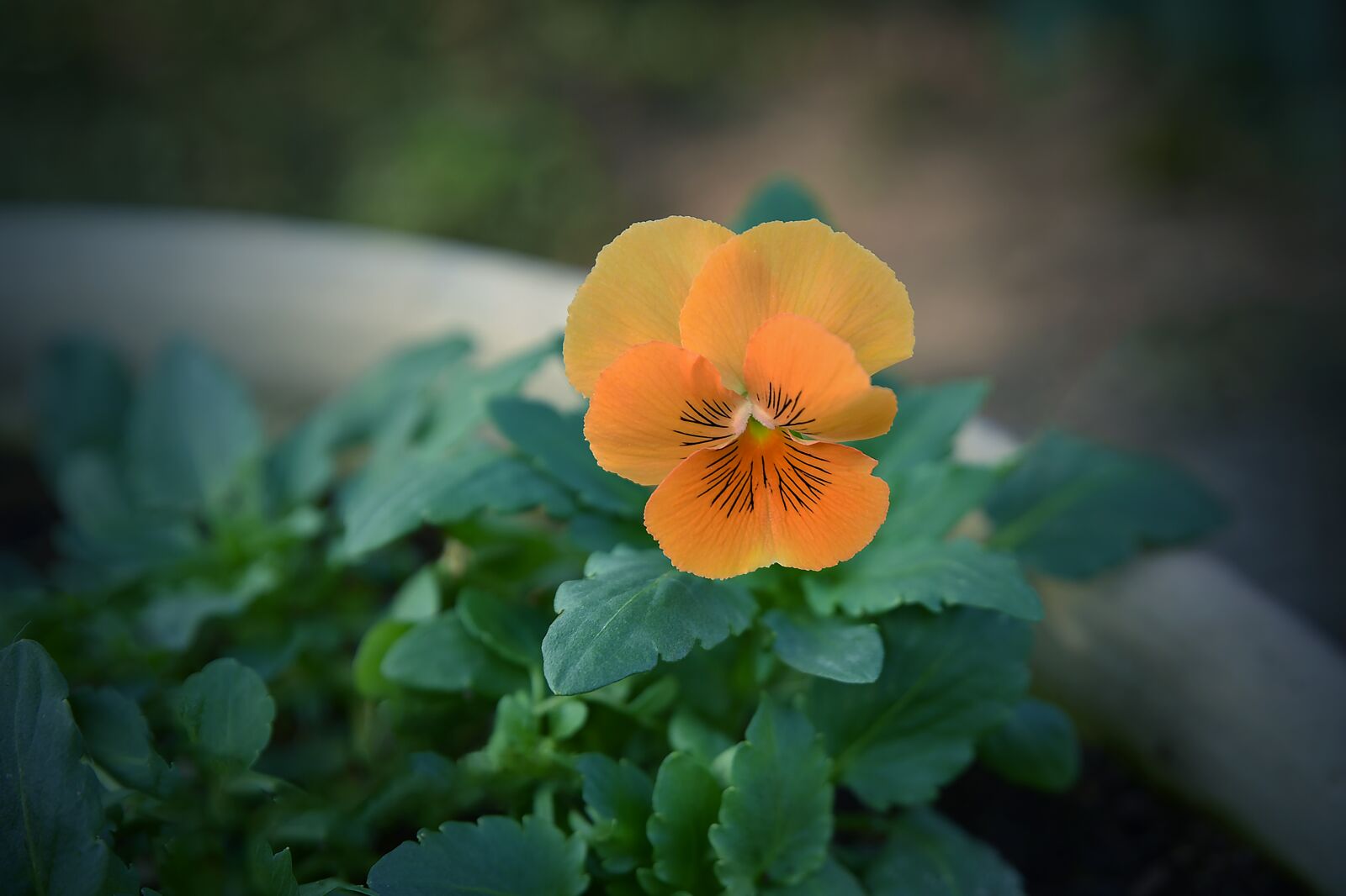 Nikon D750 sample photo. Flower, flora, nature photography