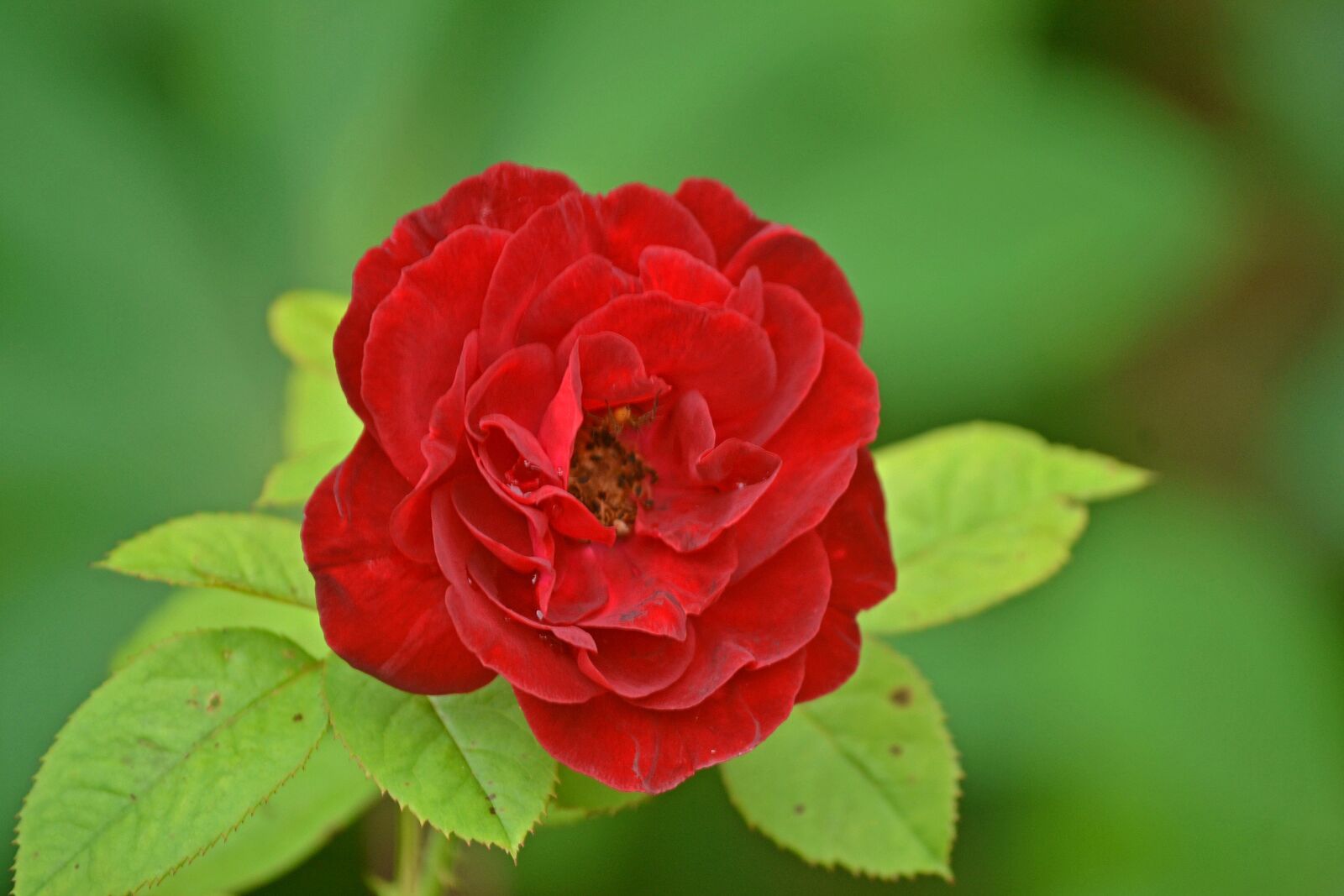 Nikon D3100 sample photo. Flower, red rose, green photography