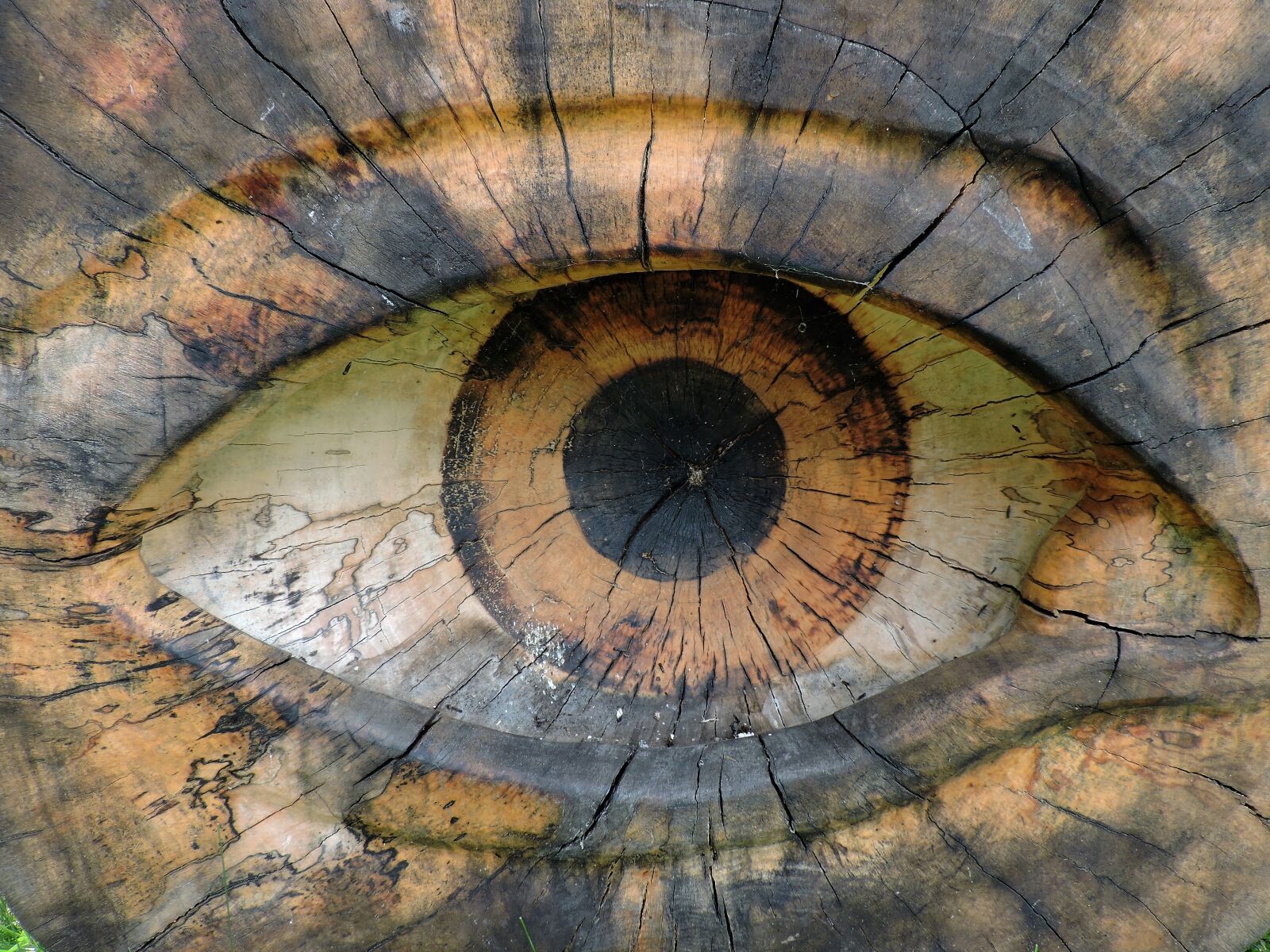 Nikon Coolpix P530 sample photo. Eye, wood, close up photography