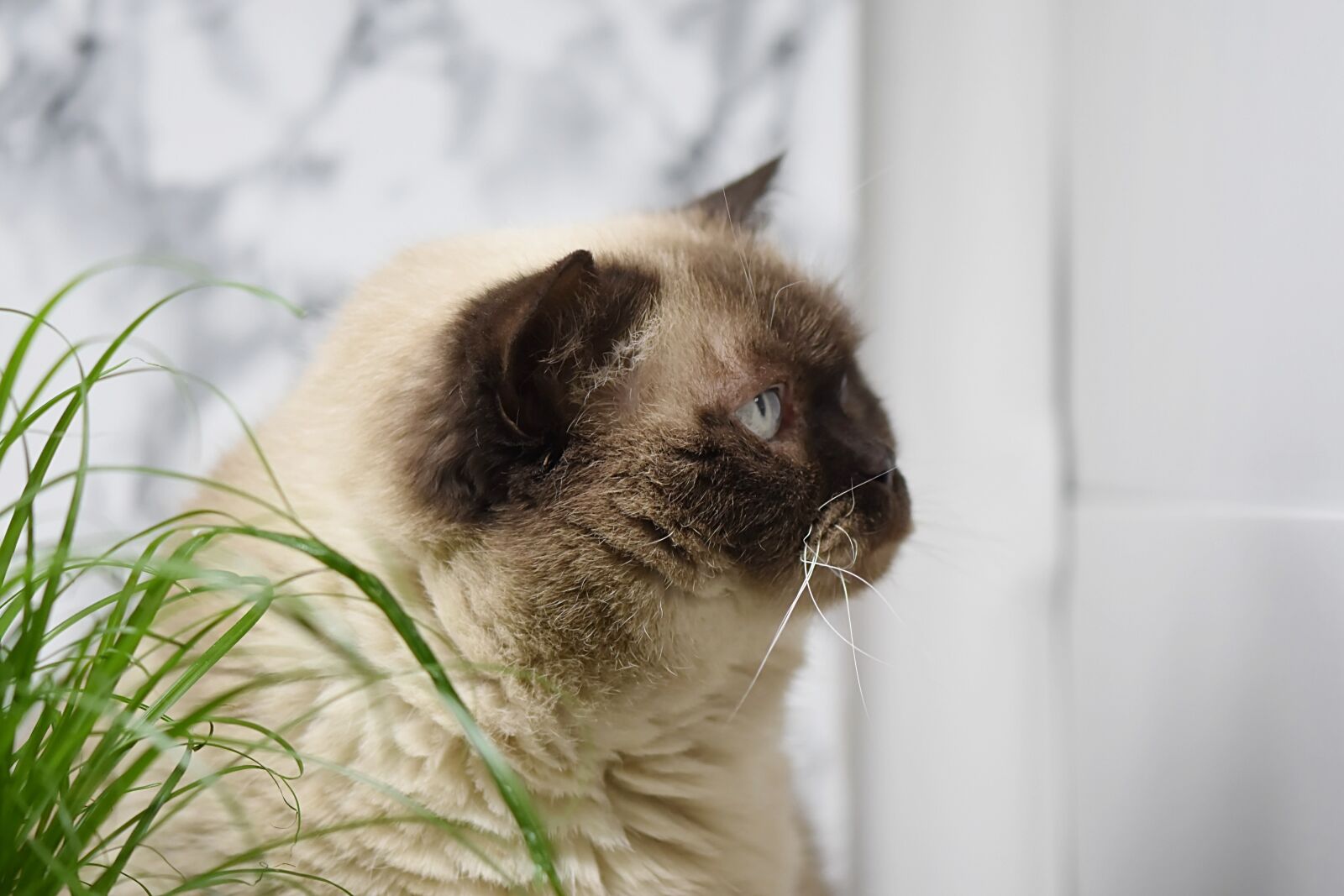Nikon D7200 sample photo. British shorthair, cat grass photography