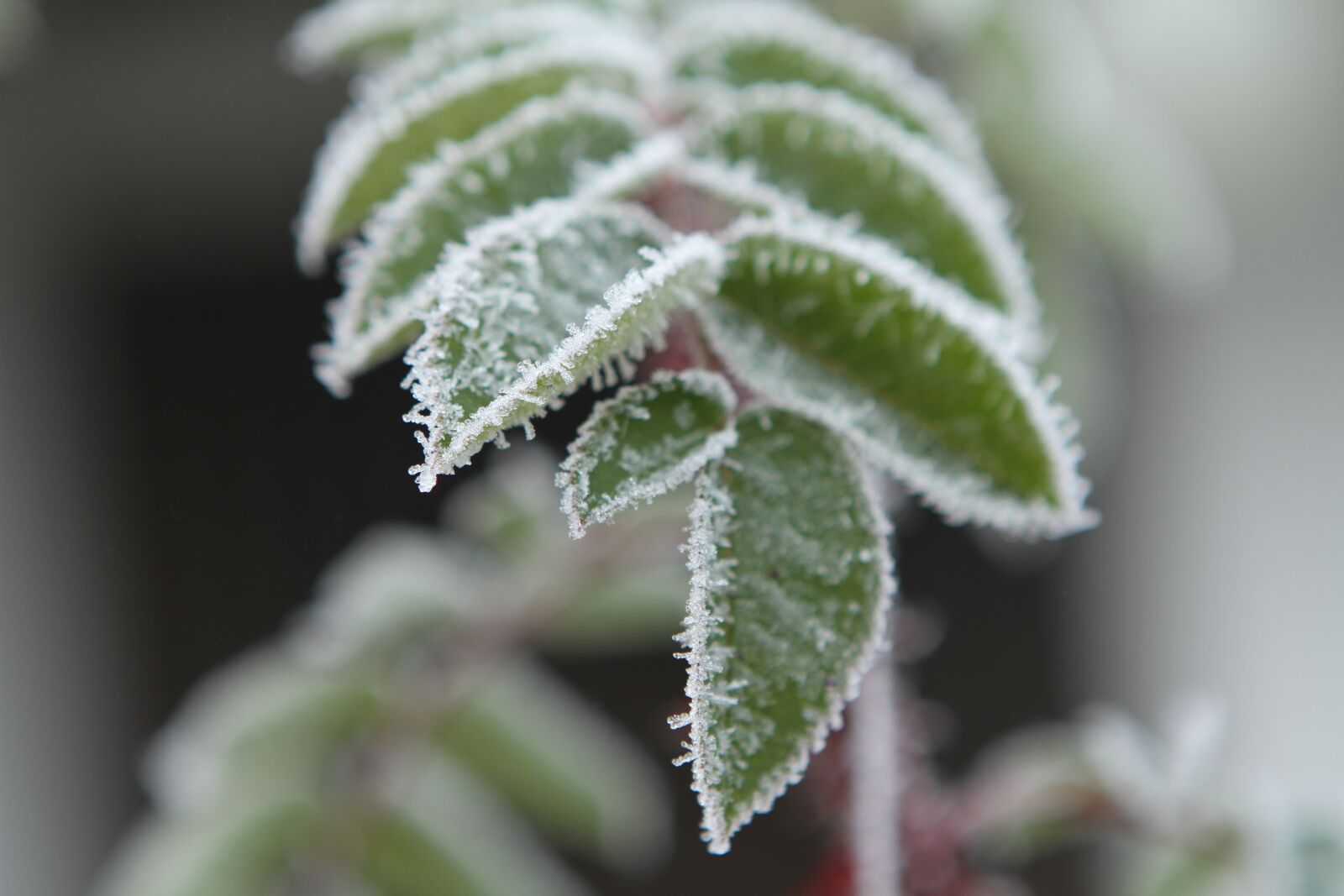 Canon EOS 7D sample photo. Frost, leaves, frozen photography