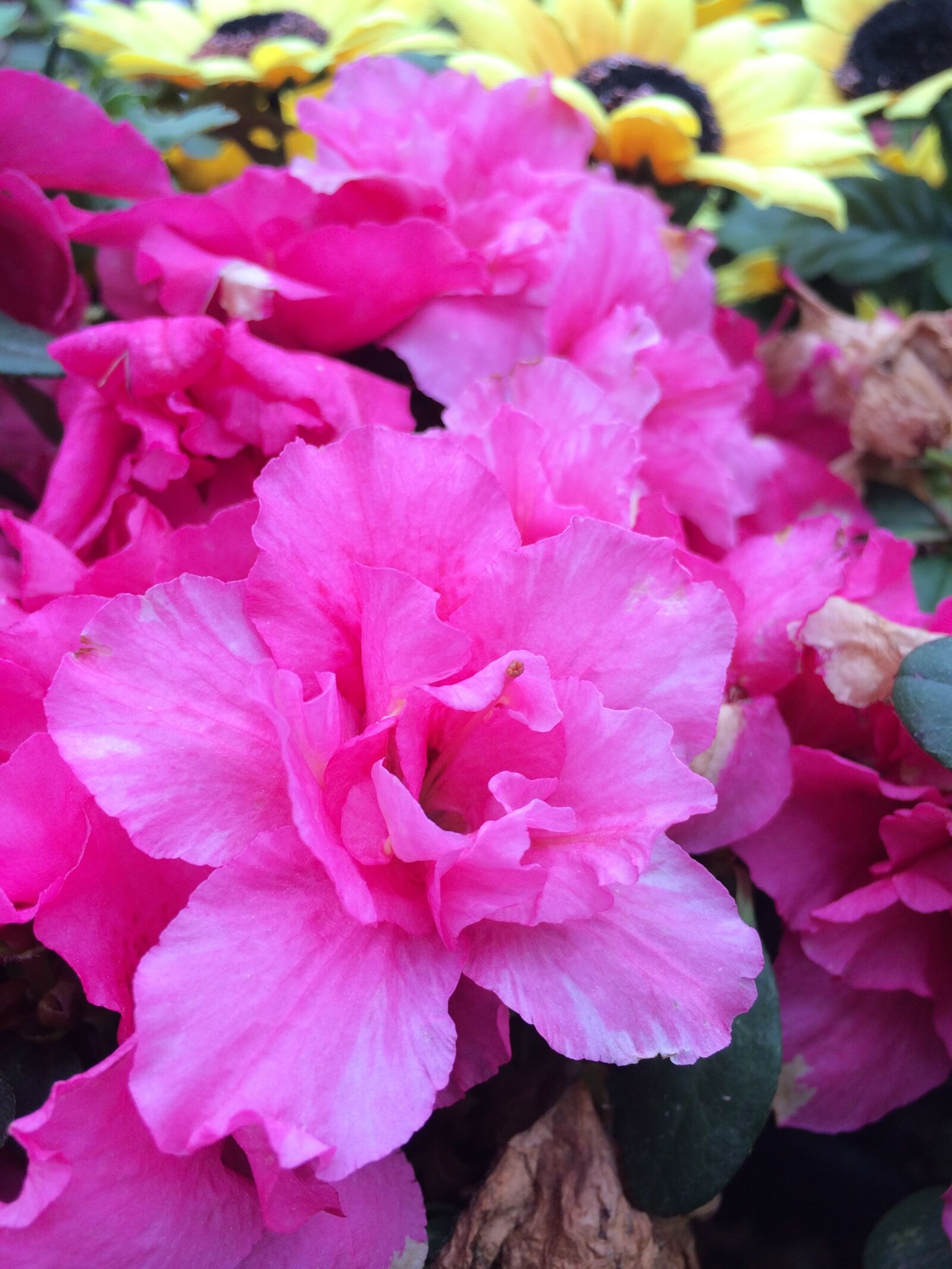 iPhone 5s back camera 4.12mm f/2.2 sample photo. Flower, red, spring photography