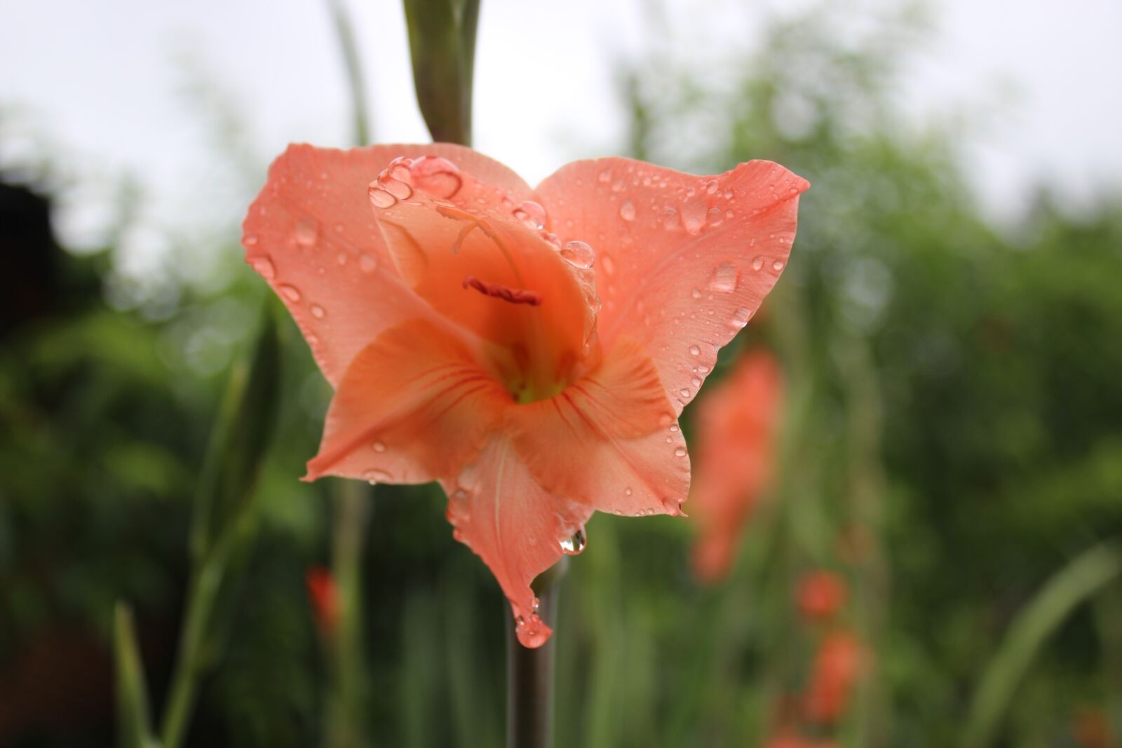 Canon EOS 600D (Rebel EOS T3i / EOS Kiss X5) sample photo. Flower, plant, water drops photography