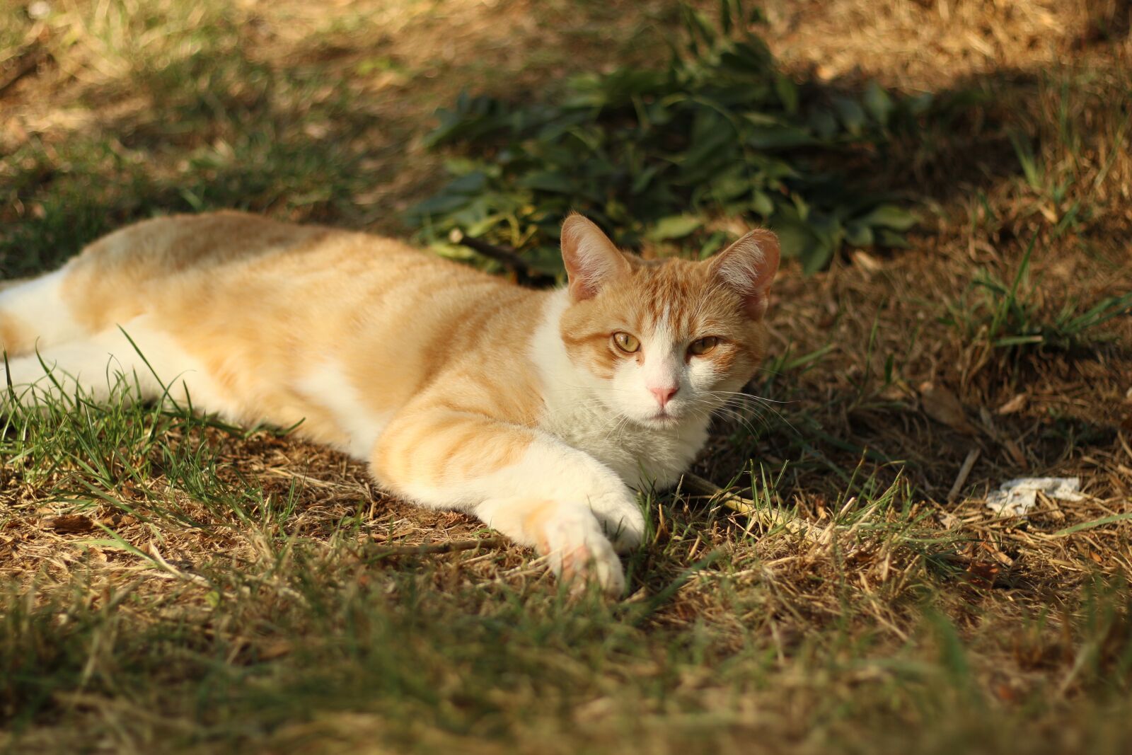 Canon EOS 7D Mark II sample photo. Cat, rest, tenderness photography