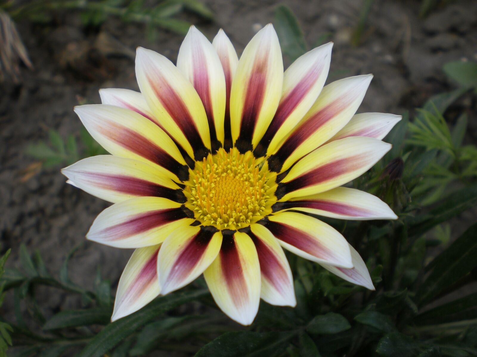 Olympus FE26,X21 sample photo. Gazania, flower, overflow photography