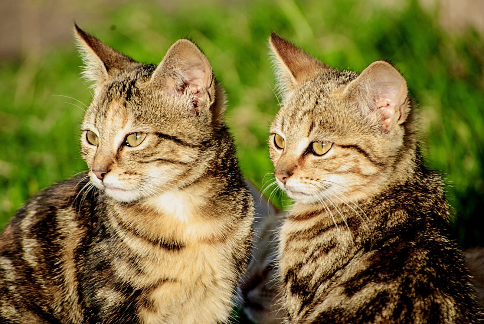 Nikon D3000 sample photo. Cat, animal, pets photography