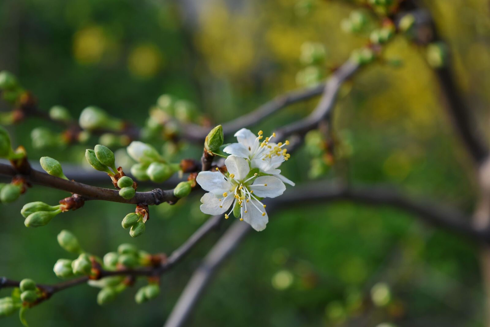 Nikon D5500 sample photo. Nature, spring, tree, plant photography