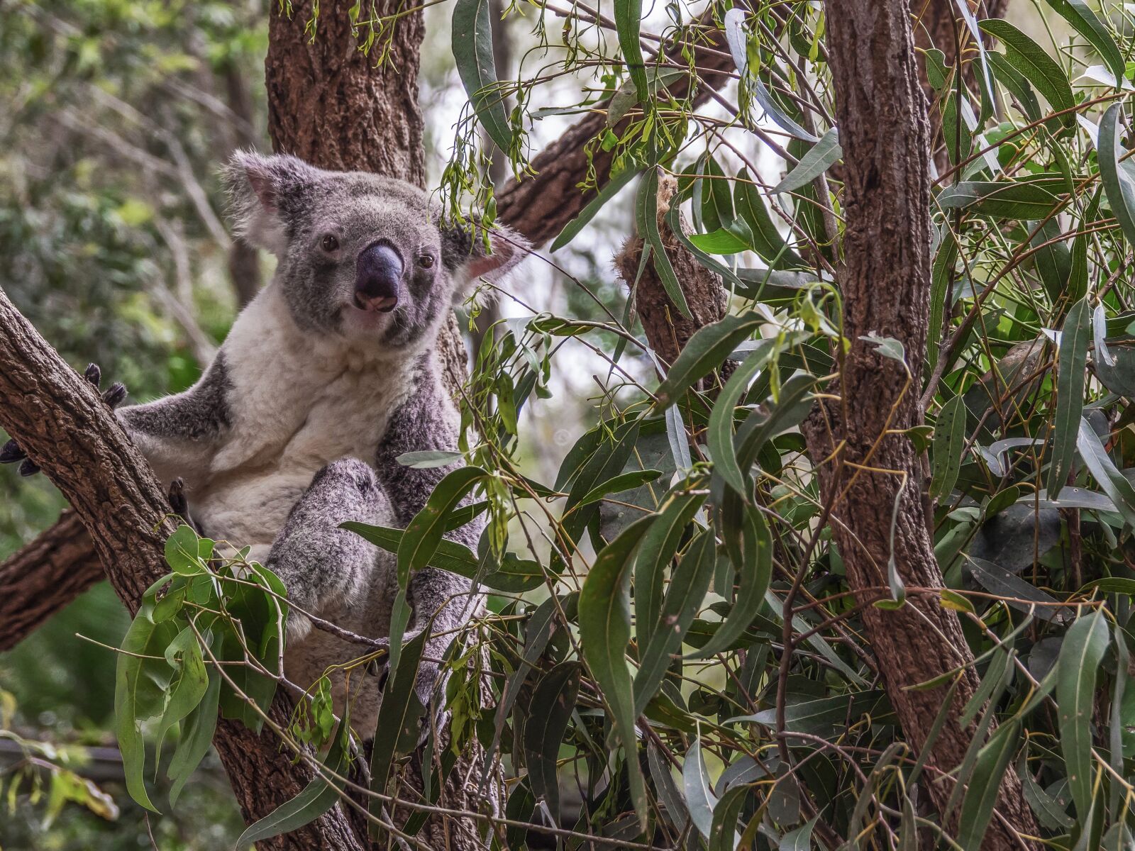 Sony Cyber-shot DSC-RX10 III sample photo. Koala, australia, animal photography