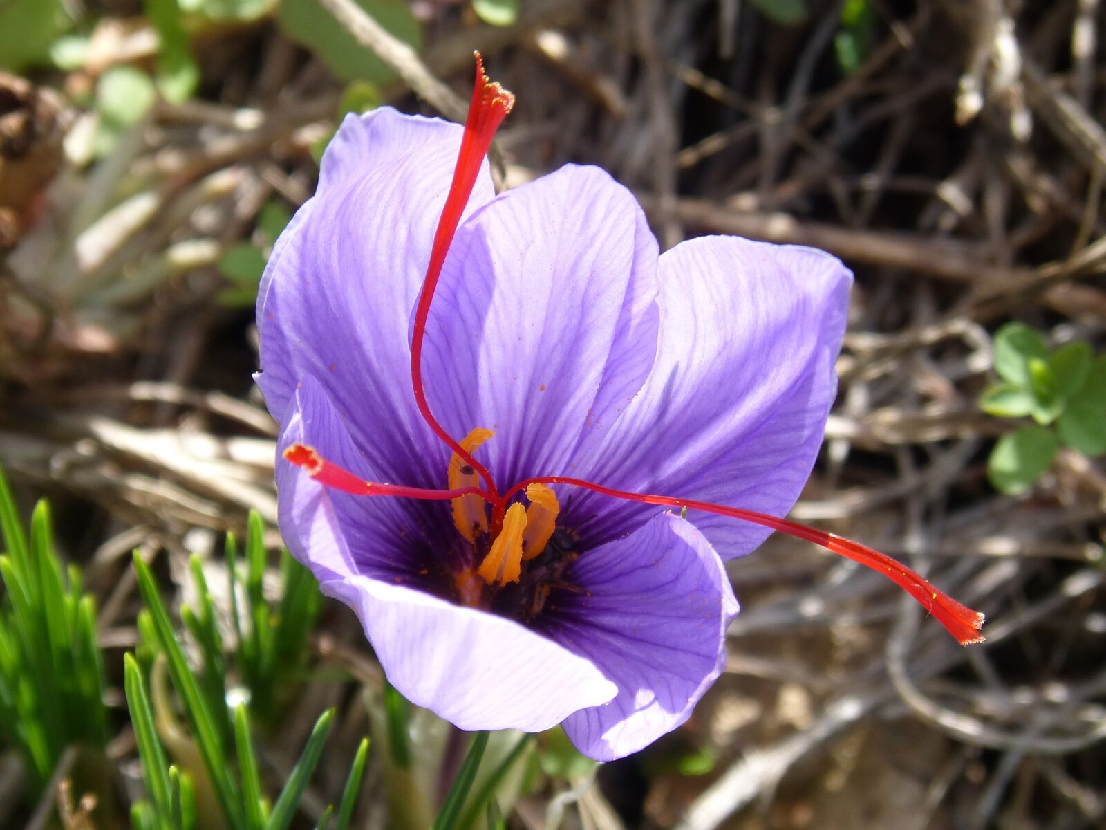 Panasonic DMC-FZ62 sample photo. Saffron, flower, beauty photography