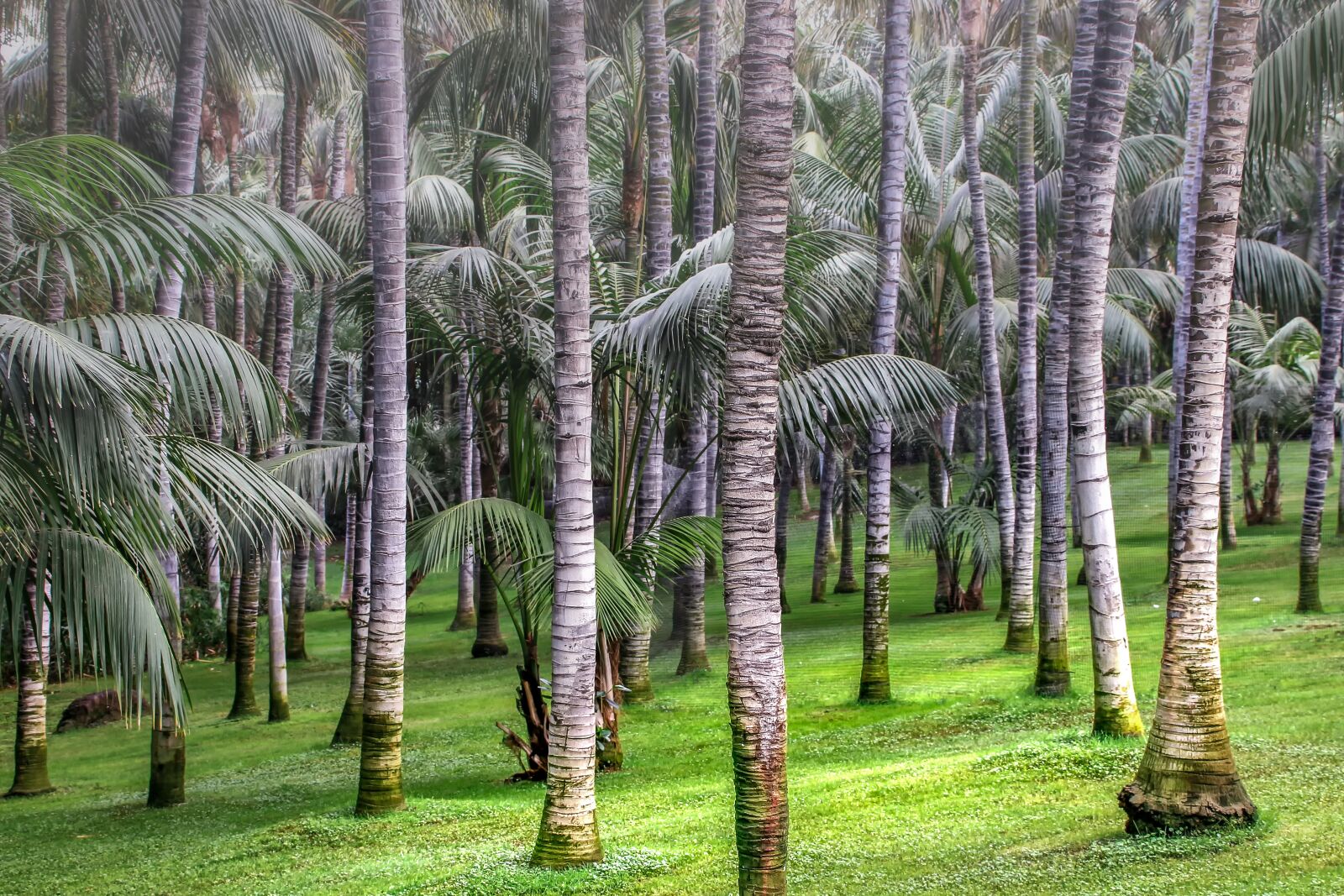 Canon EOS 650D (EOS Rebel T4i / EOS Kiss X6i) sample photo. Palm trees, nature, forest photography