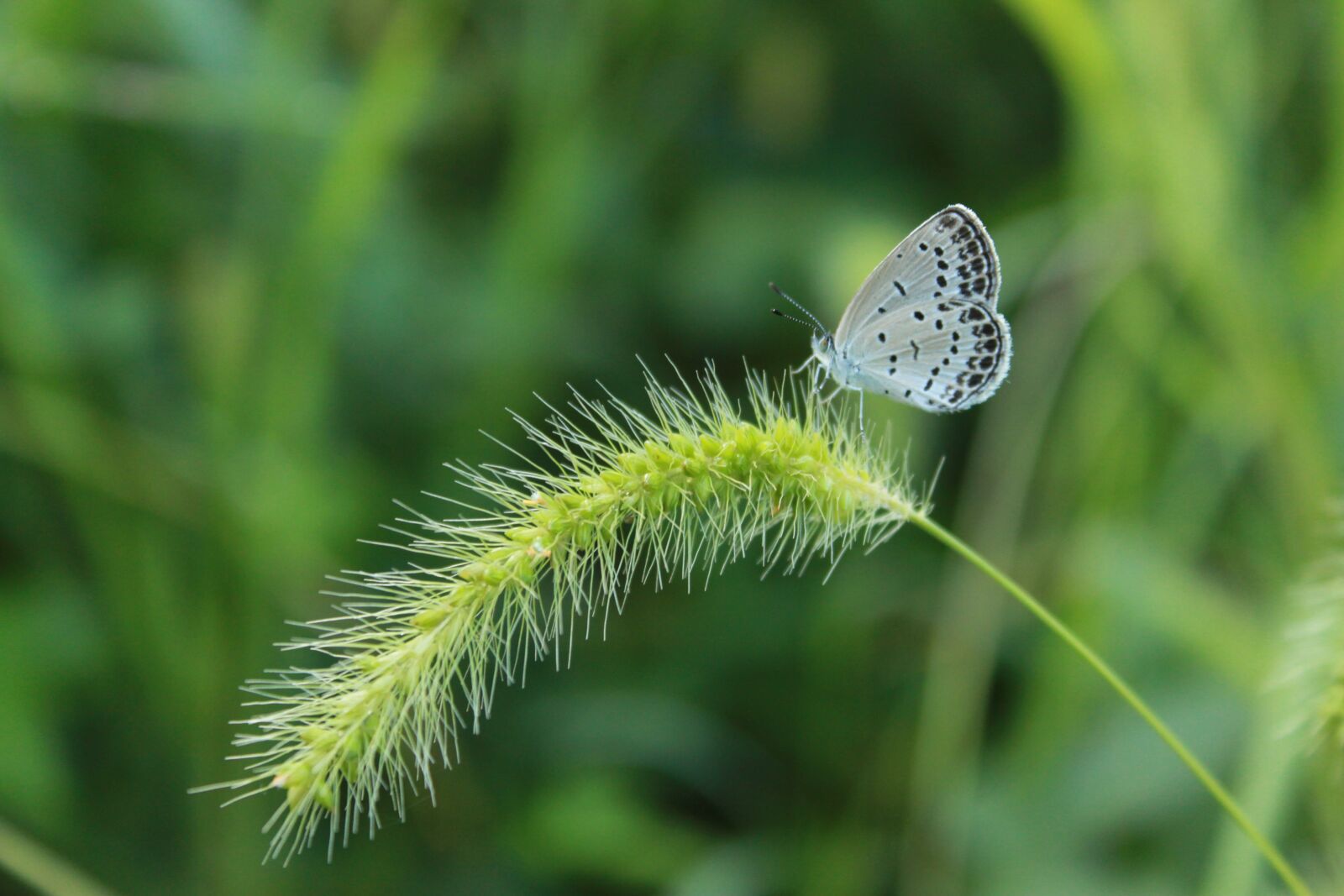 Canon EOS 500D (EOS Rebel T1i / EOS Kiss X3) sample photo. Butterfly, the white one photography