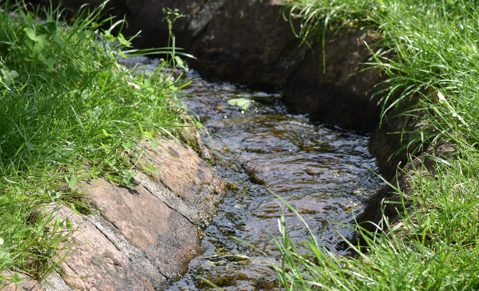 Nikon D7200 sample photo. Bach, water, grass photography