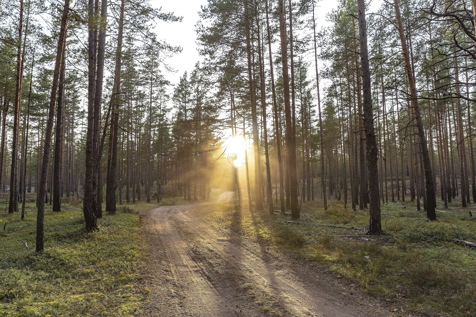 Canon EF 24-70mm F2.8L II USM sample photo. Journey, forest, beauty photography