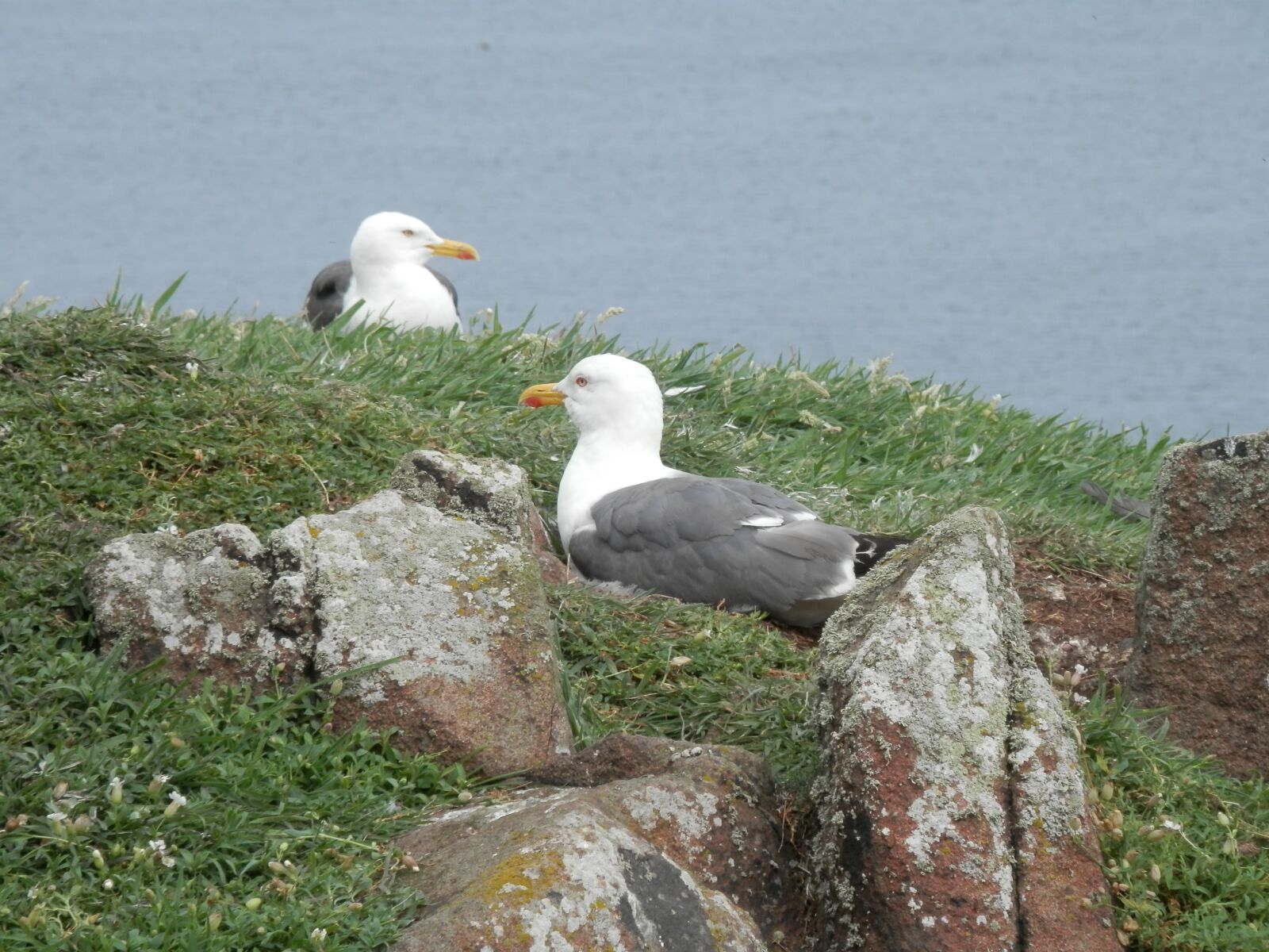 Olympus SZ-14 sample photo. Seagull, gull, seabird photography