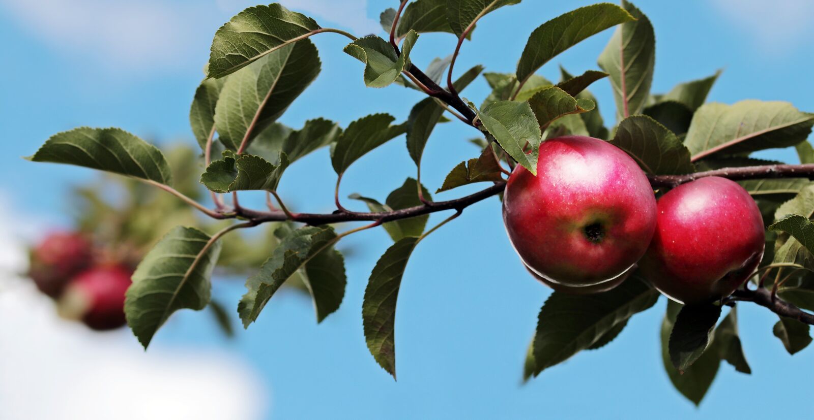 Canon EOS 80D sample photo. Apple, red, red apple photography