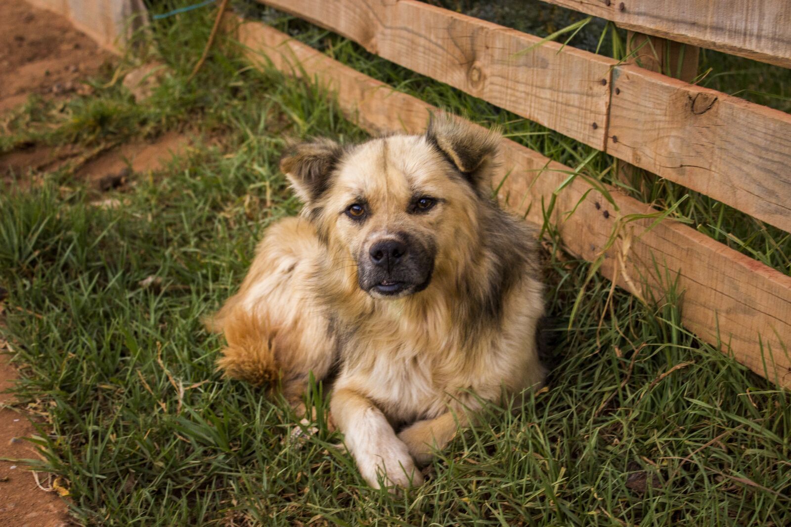 Canon EOS 600D (Rebel EOS T3i / EOS Kiss X5) sample photo. Dog, animals, puppy photography