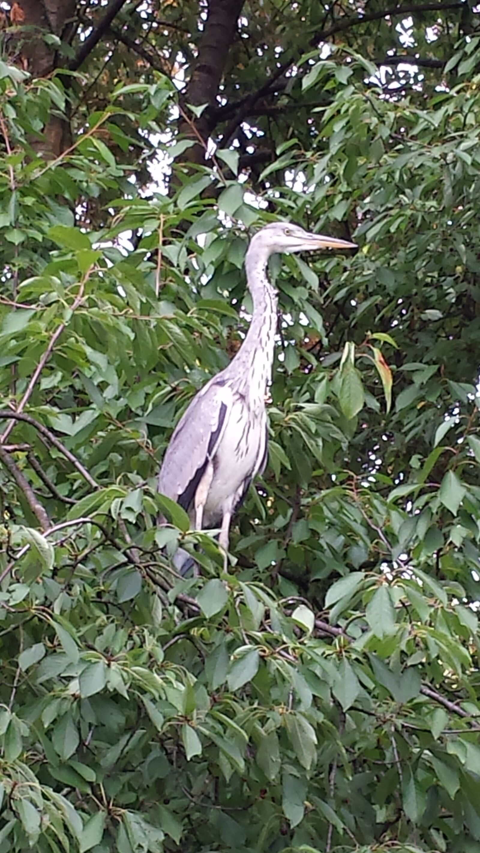 Samsung Galaxy S4 sample photo. Crane, nature, bird photography