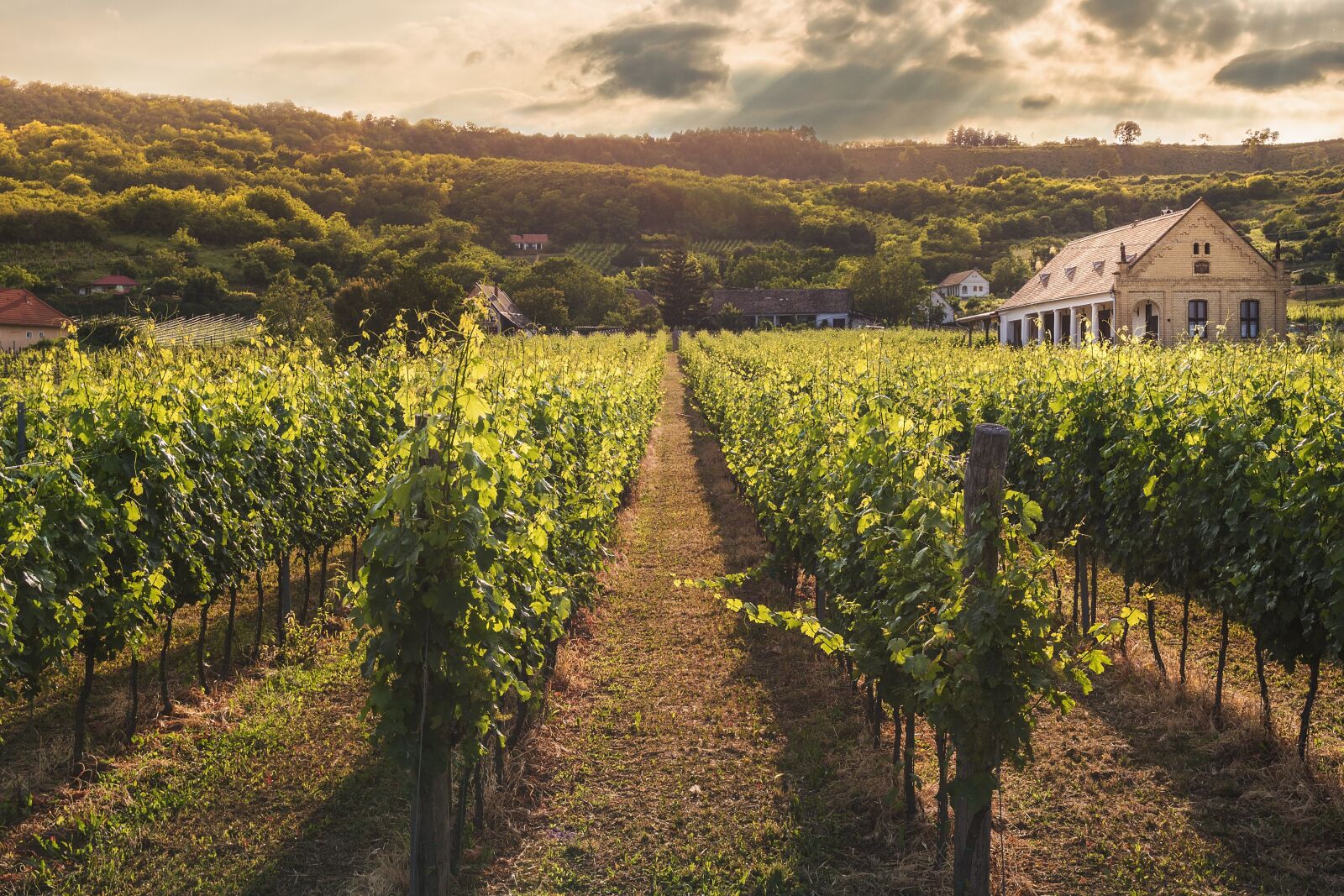 Canon EOS 750D (EOS Rebel T6i / EOS Kiss X8i) sample photo. Vine, vineyard, viticulture photography