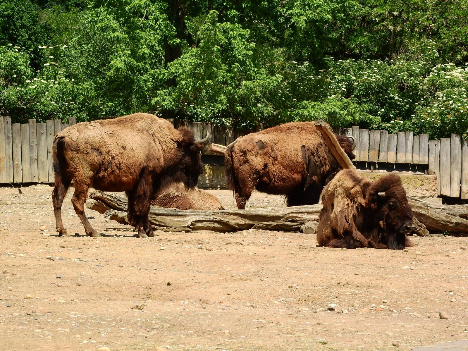 Nikon Coolpix P610 sample photo. Bison, bison bison, north photography