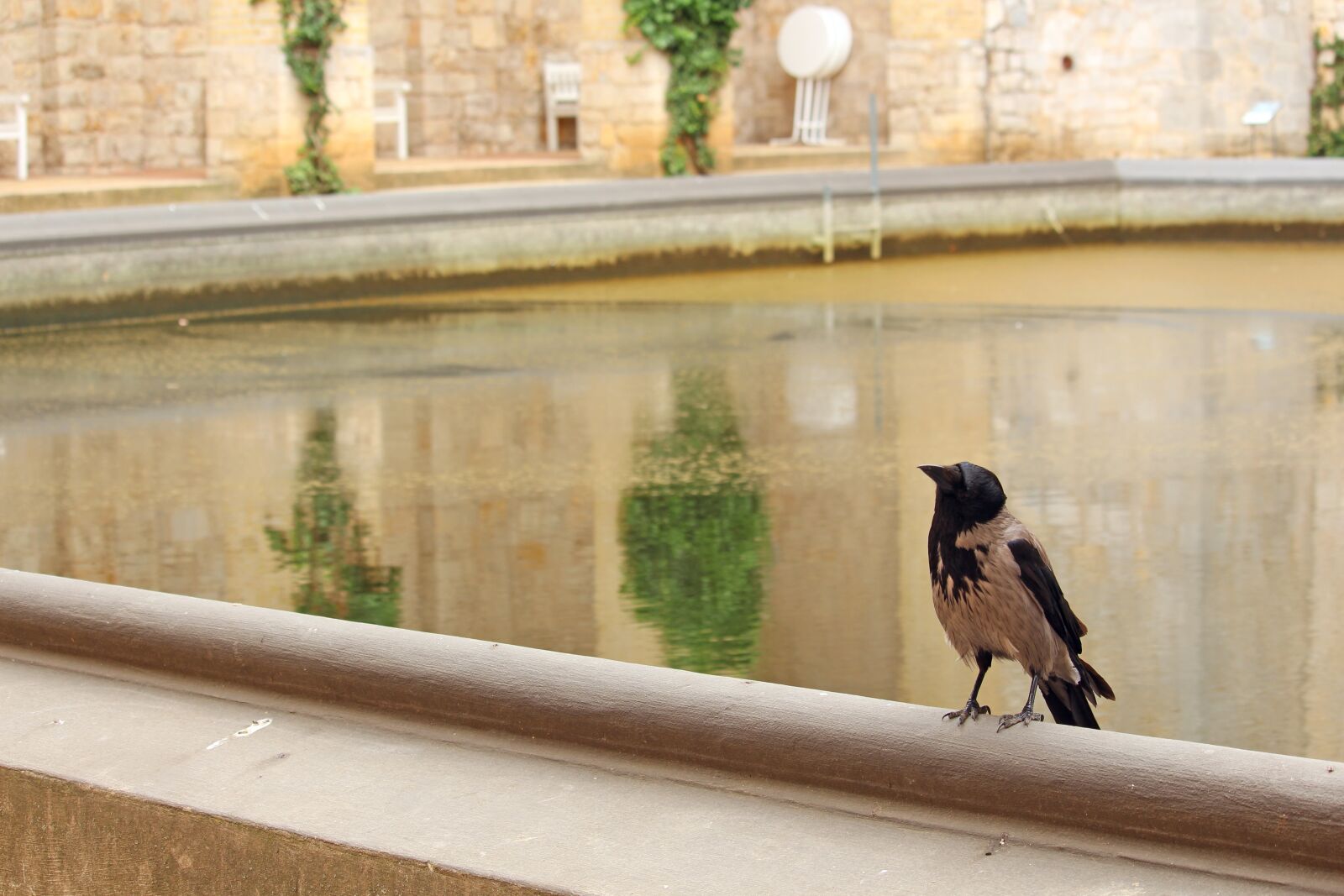 Canon EF-S 55-250mm F4-5.6 IS STM sample photo. Crow, bird, raven photography