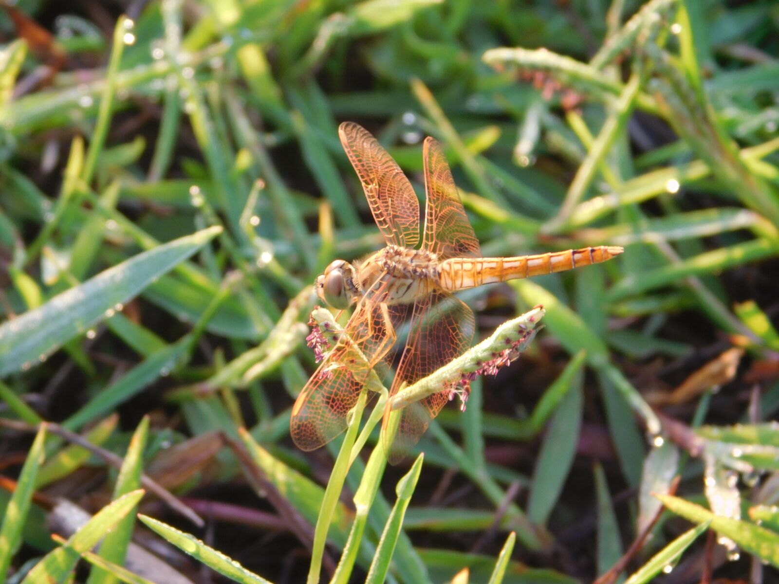 Nikon Coolpix L840 sample photo. Flying, inset, grass photography