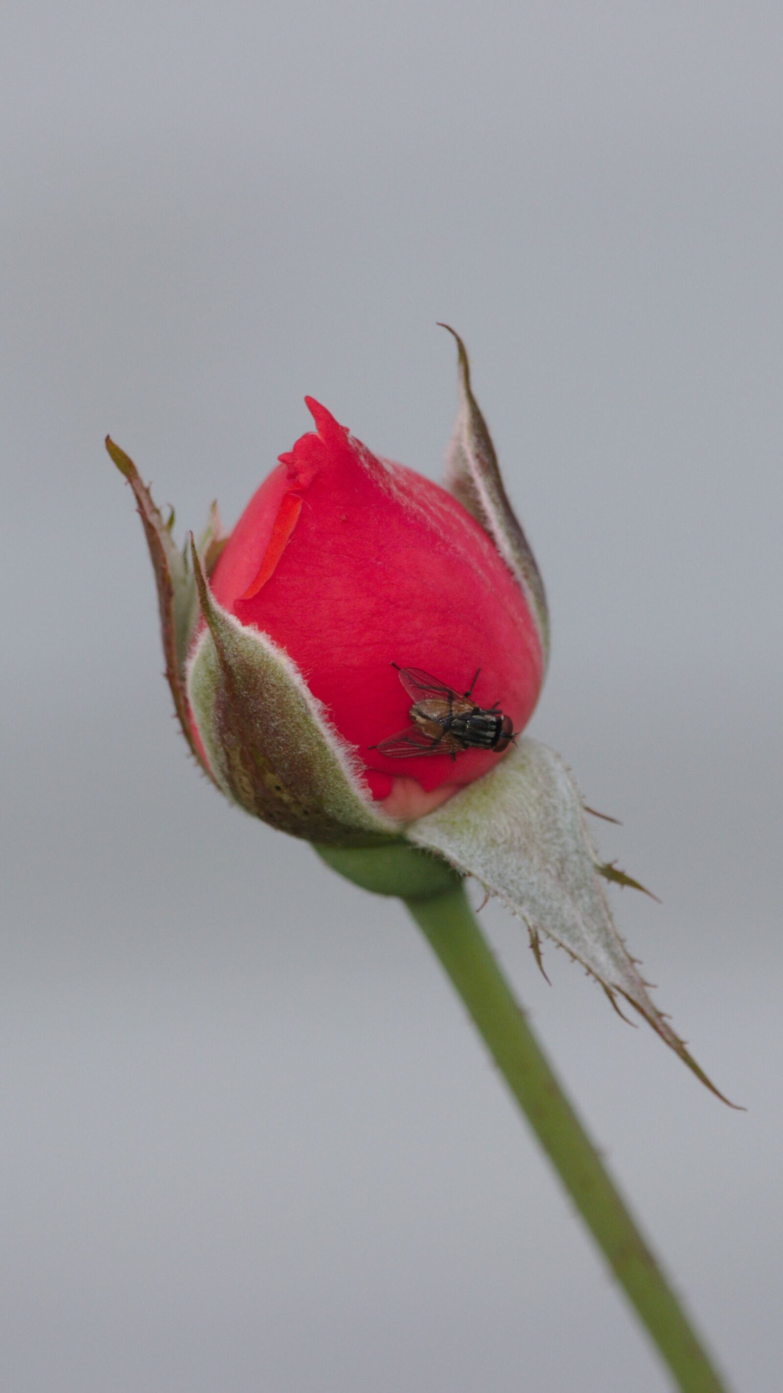 Canon EF-S 55-250mm F4-5.6 IS STM sample photo. Rose, bud, fly photography