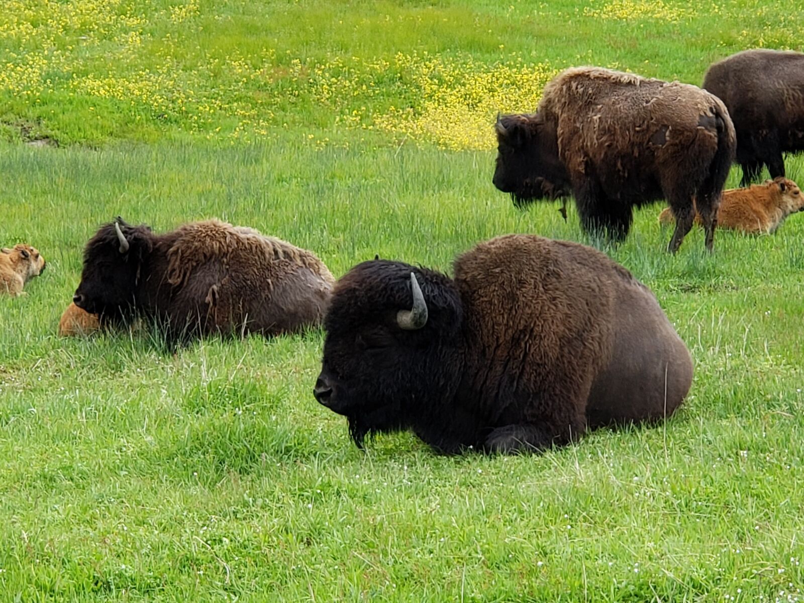 Samsung Galaxy S9+ sample photo. Yellowstone, bison, wyoming photography