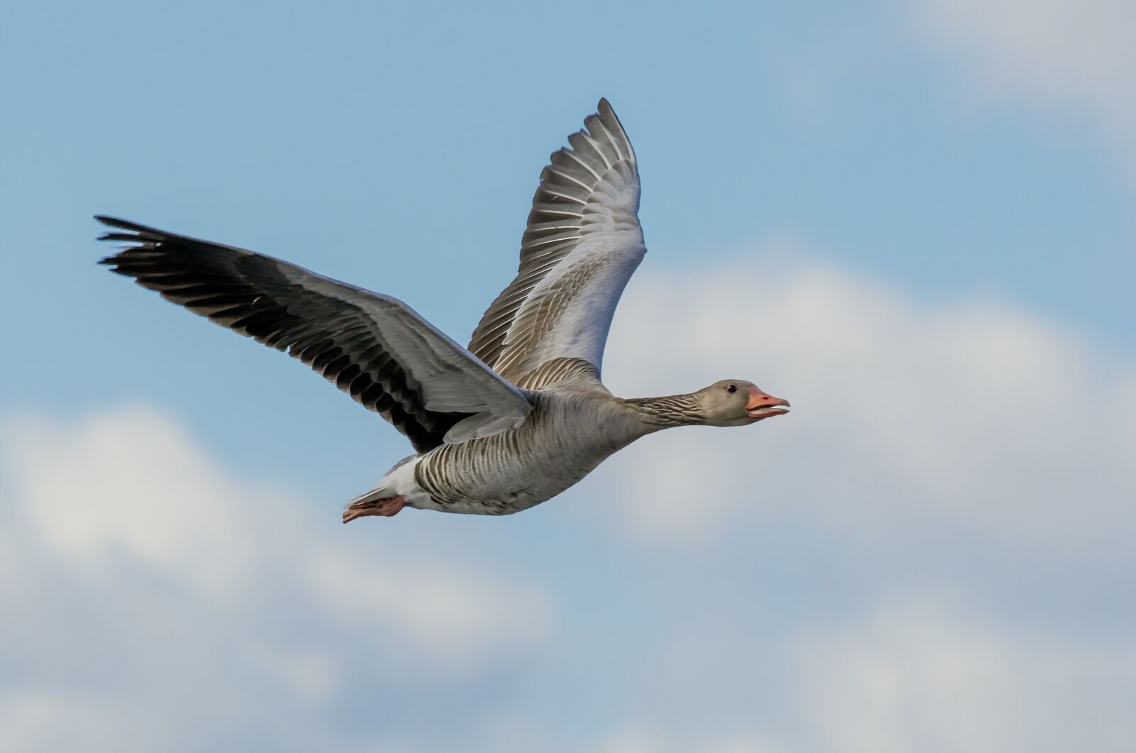 Nikon D500 sample photo. Goose, flying, geese photography