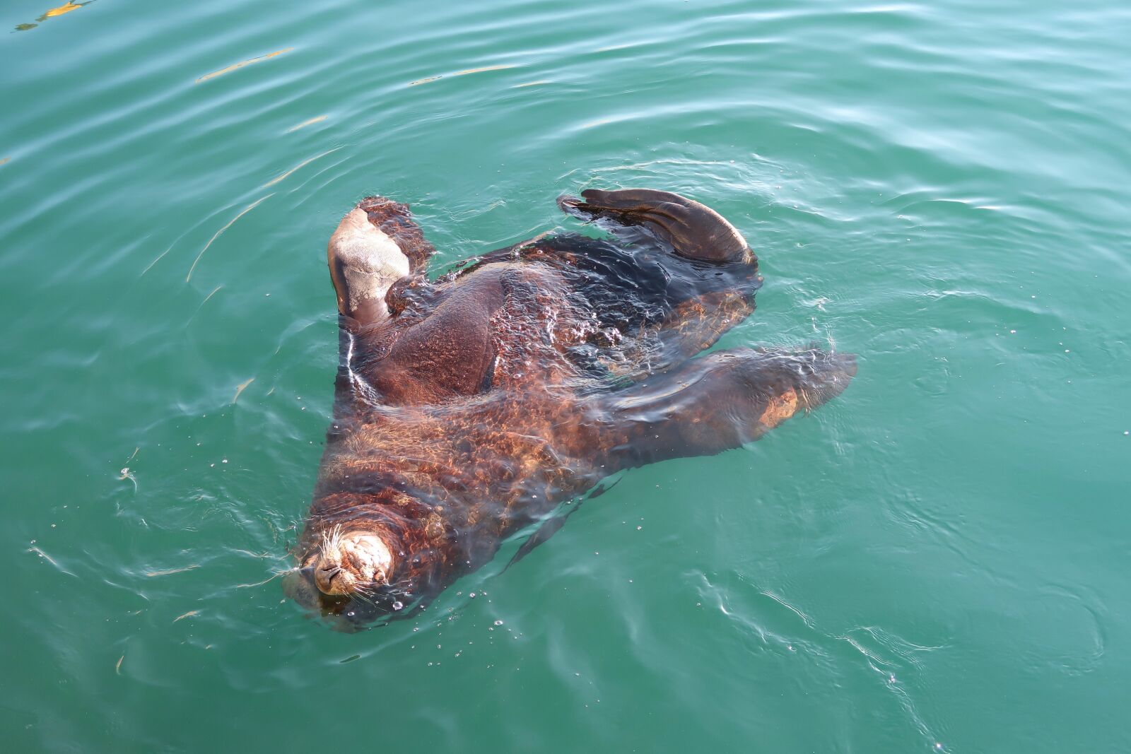 Canon PowerShot G7 X Mark II sample photo. Sea lion, the steller photography