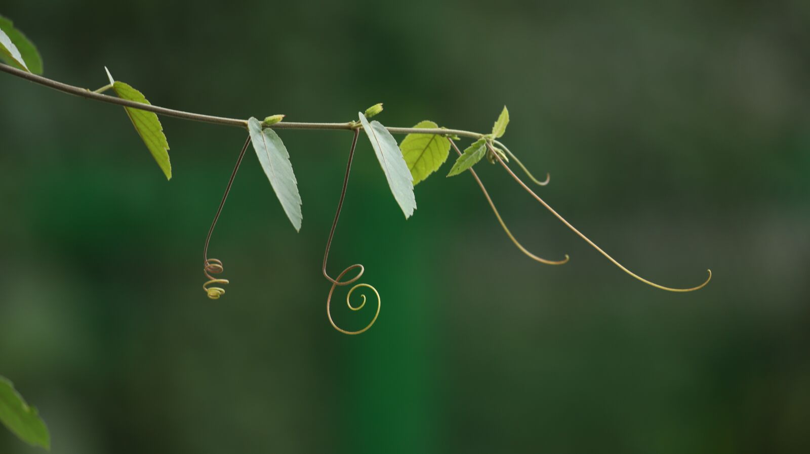 Canon EF 100-400mm F4.5-5.6L IS USM sample photo. Leaf, climbing, passiflora photography