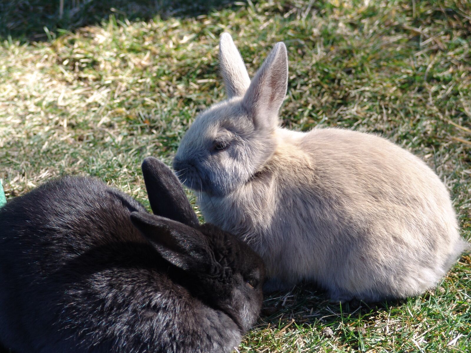 Sony DSC-F828 sample photo. Mammal, rabbit, cute photography