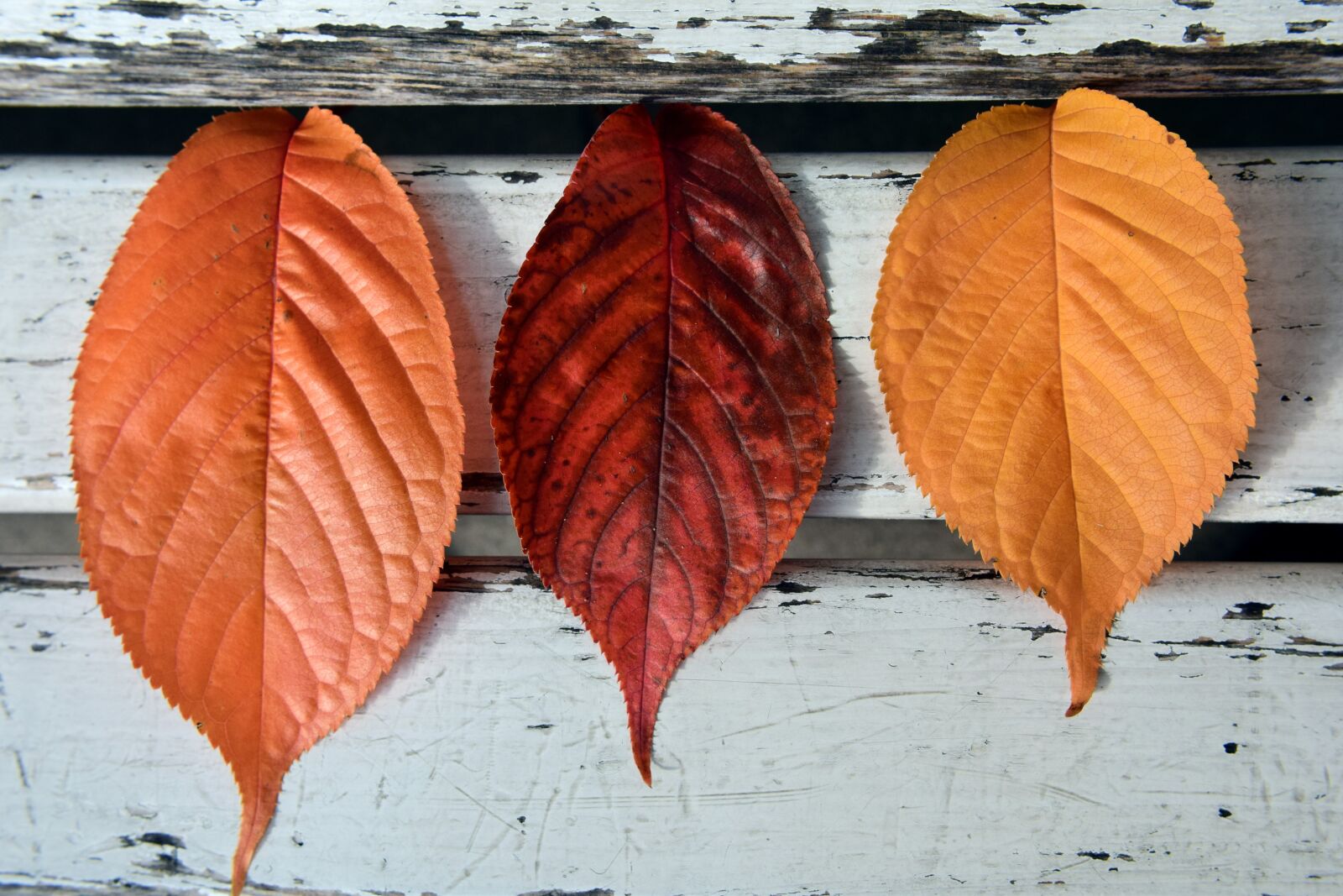 Nikon D3300 sample photo. Leaves, autumn, fall foliage photography