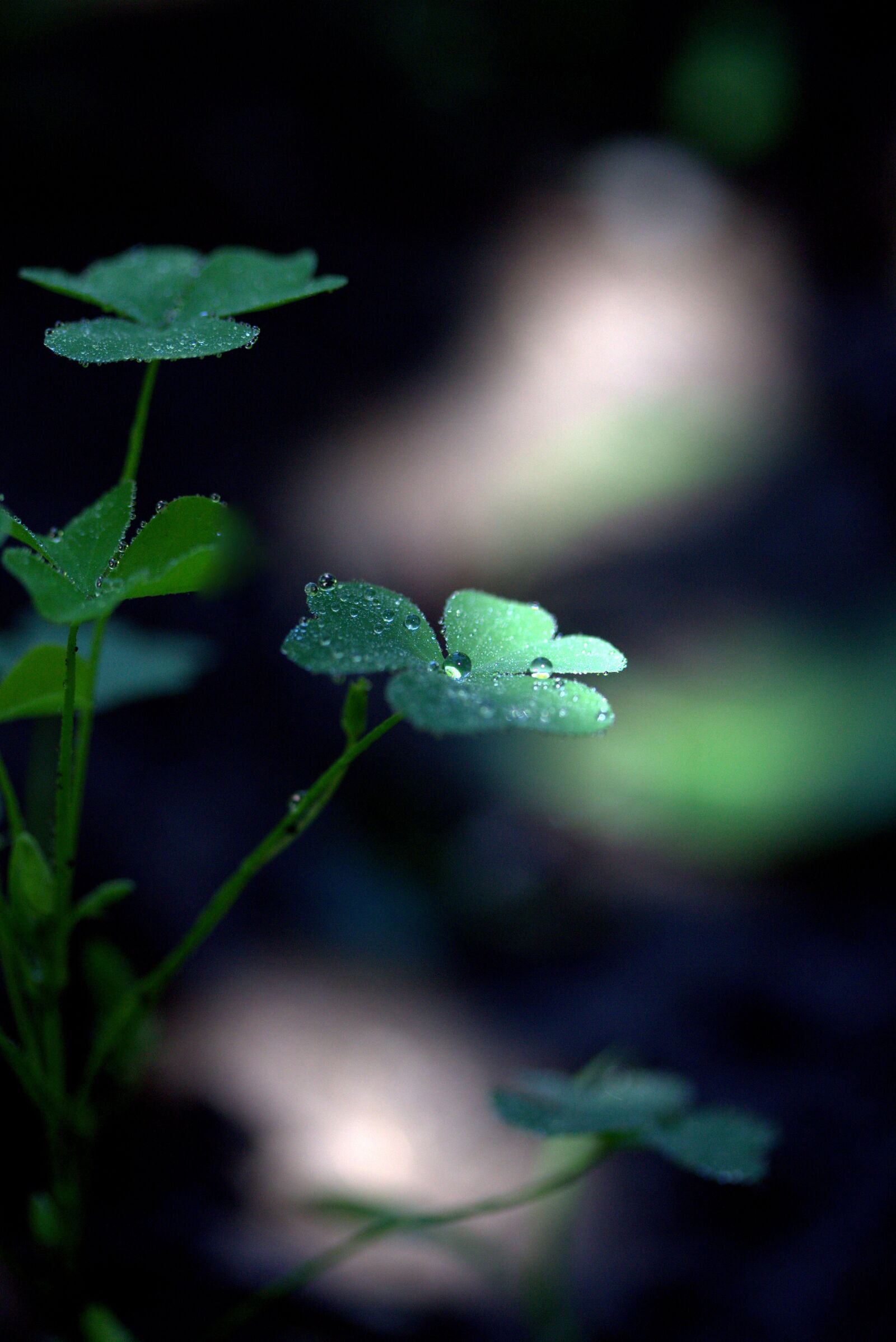 Canon EF-S 60mm F2.8 Macro USM sample photo. Clover, drops, dew photography