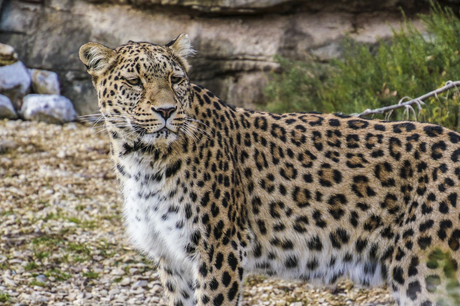 Canon EOS 70D sample photo. Persian leopard, leopard, portrait photography