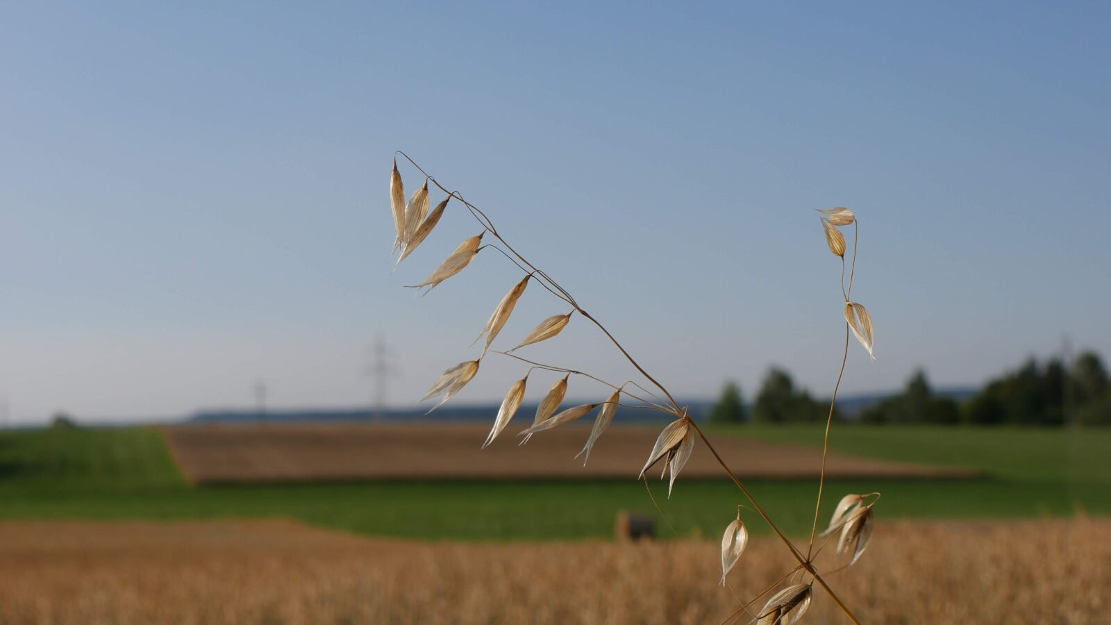 Panasonic DMC-G70 sample photo. Field, cereals, agriculture photography