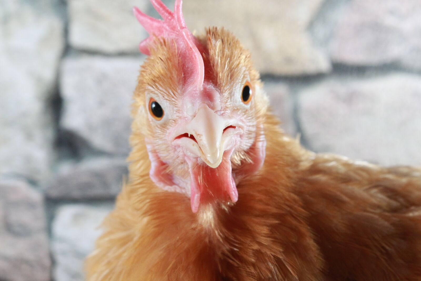 Canon EF-S 18-55mm F3.5-5.6 IS sample photo. Chicken, feather, close photography