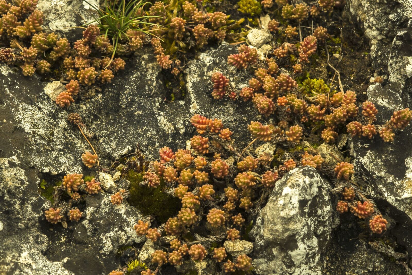 Sony a6300 + Sigma 30mm F2.8 EX DN sample photo. Stones, nature, moss, rock photography