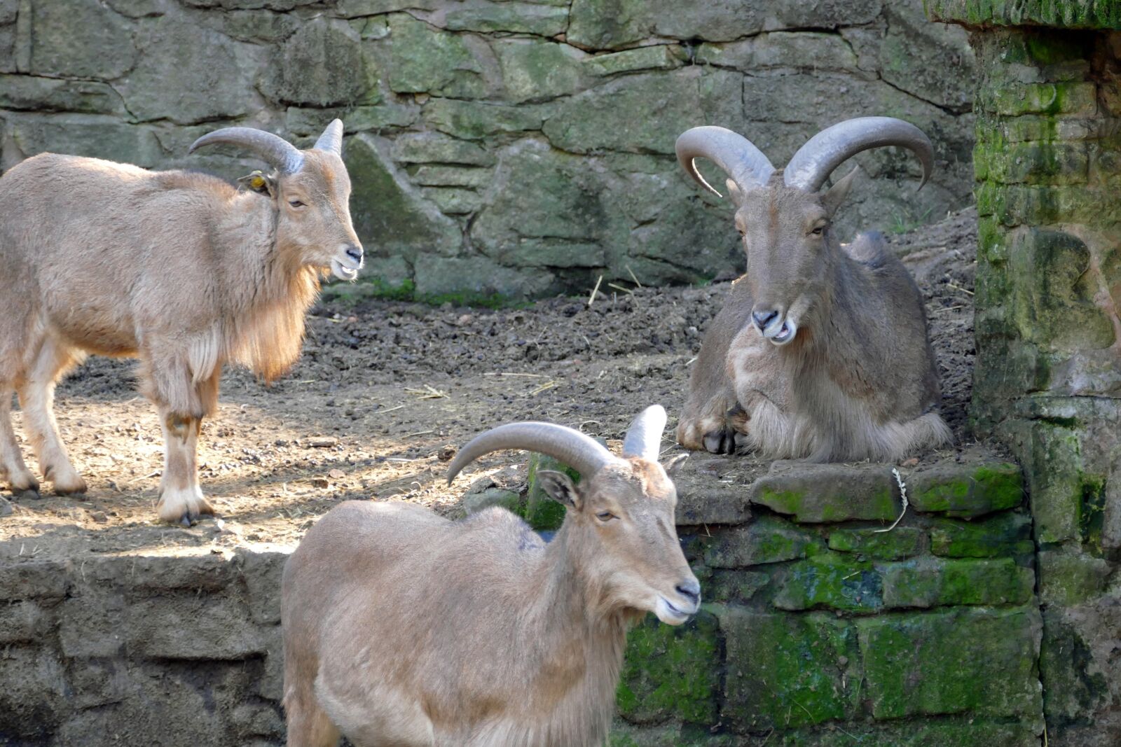 Panasonic Lumix DMC-FZ1000 sample photo. Mountain sheep, nature, animal photography