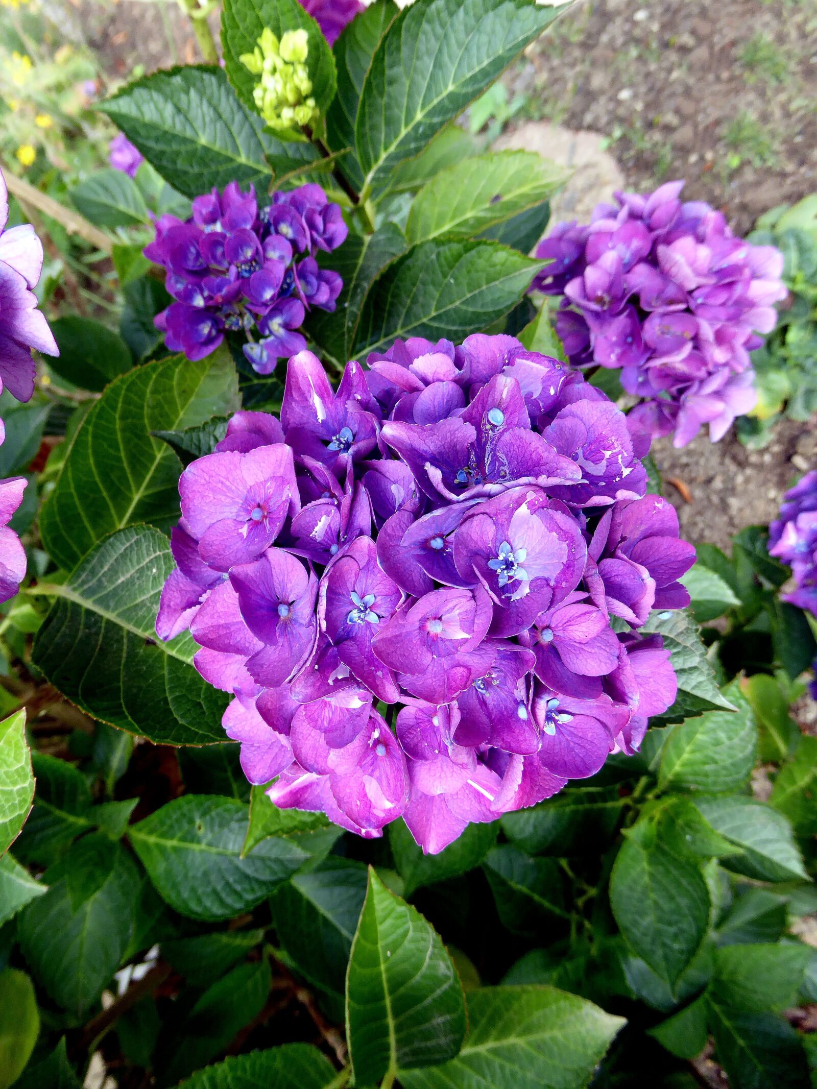 Panasonic DMC-TZ61 sample photo. Bush, blossom, bloom photography