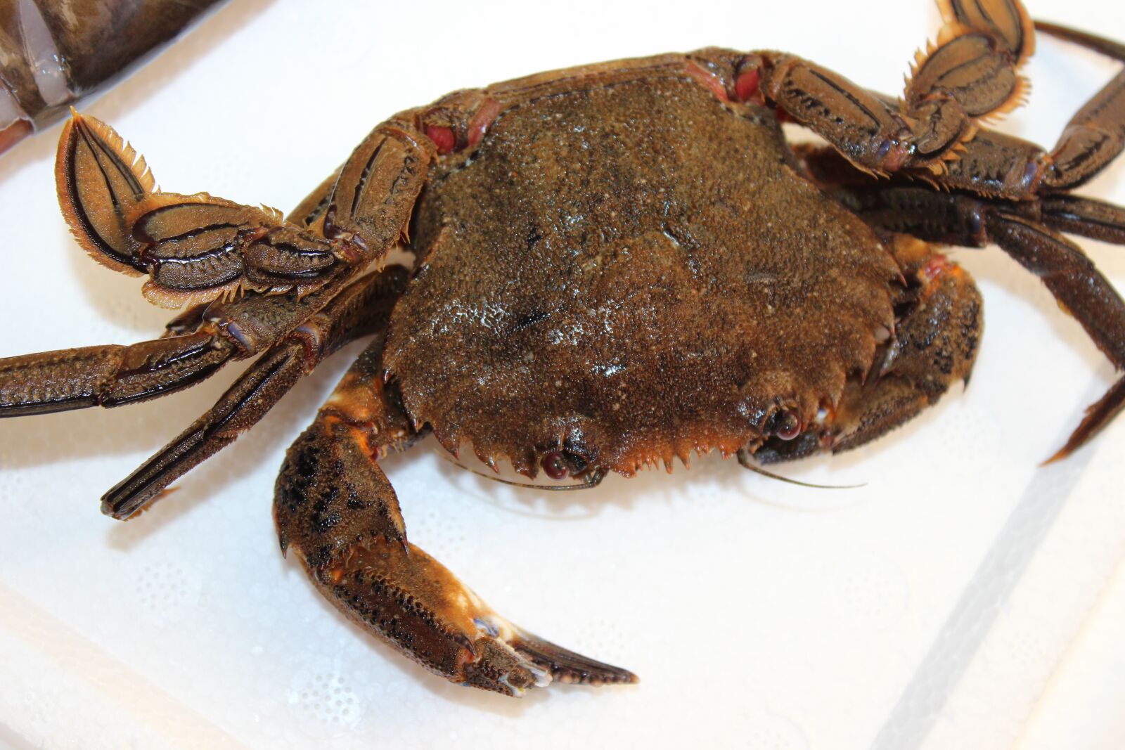 Canon EOS 600D (Rebel EOS T3i / EOS Kiss X5) sample photo. Crab, galician, fishing photography