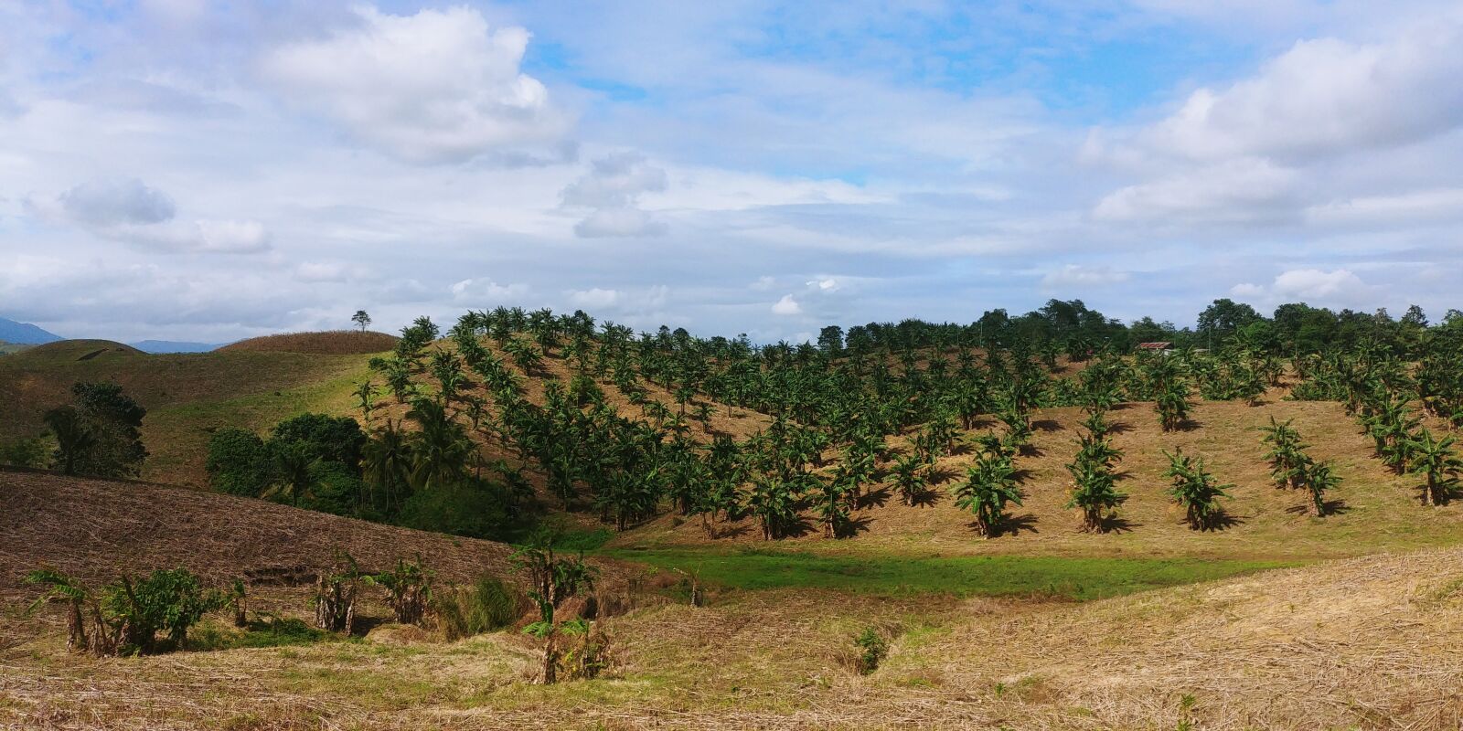 LG G6 sample photo. Philippines, fields, bananas photography