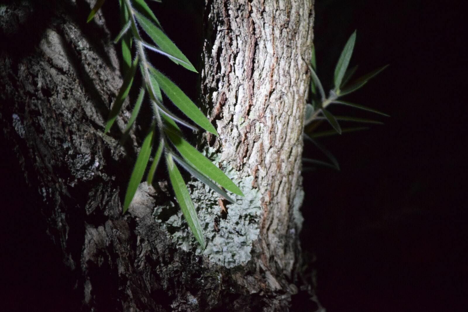 Nikon AF-S DX Nikkor 18-135mm F3.5-5.6G ED-IF sample photo. Leaves, night, nocturnal, tree photography