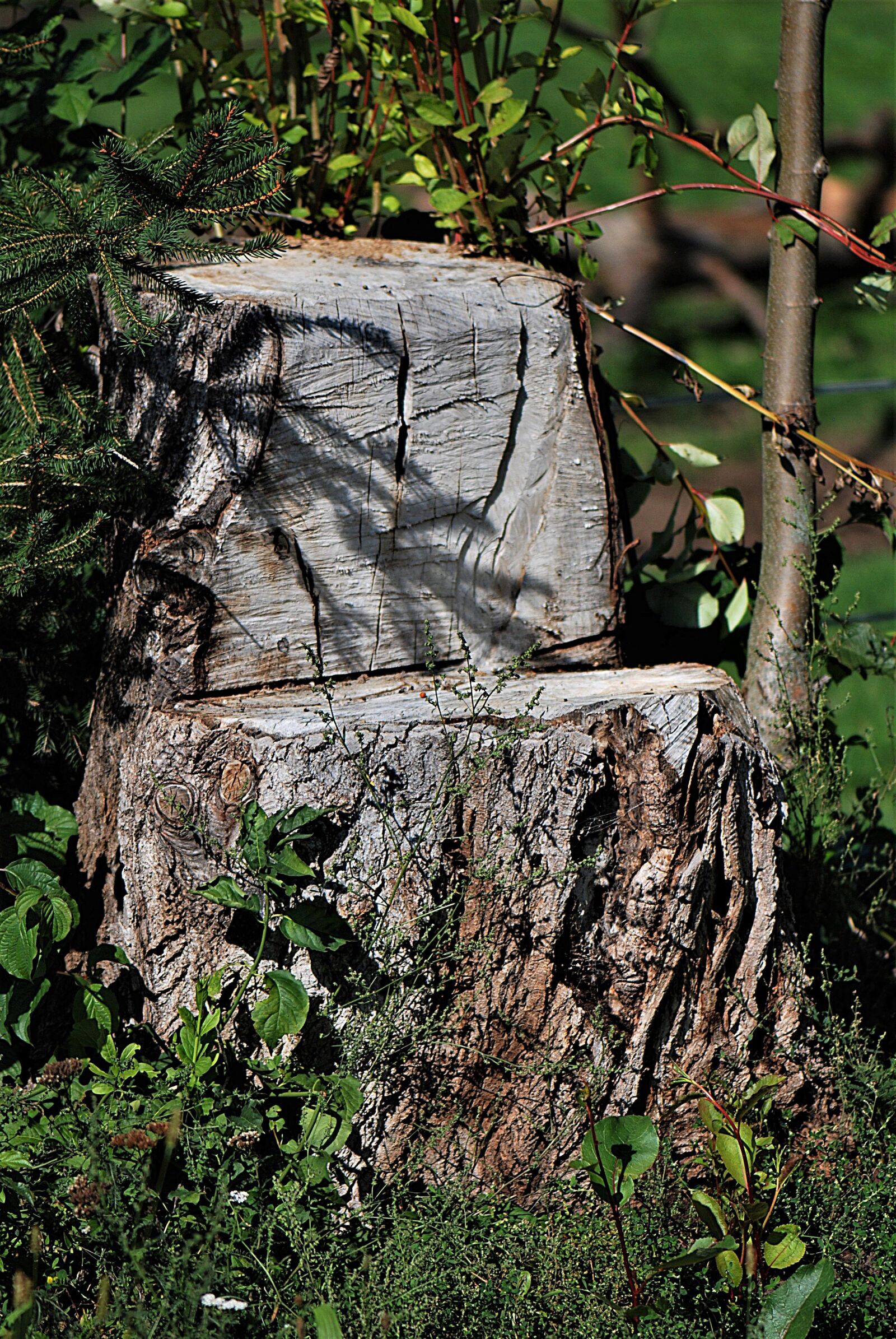 Nikon D80 sample photo. Tree stump, seat, nature photography