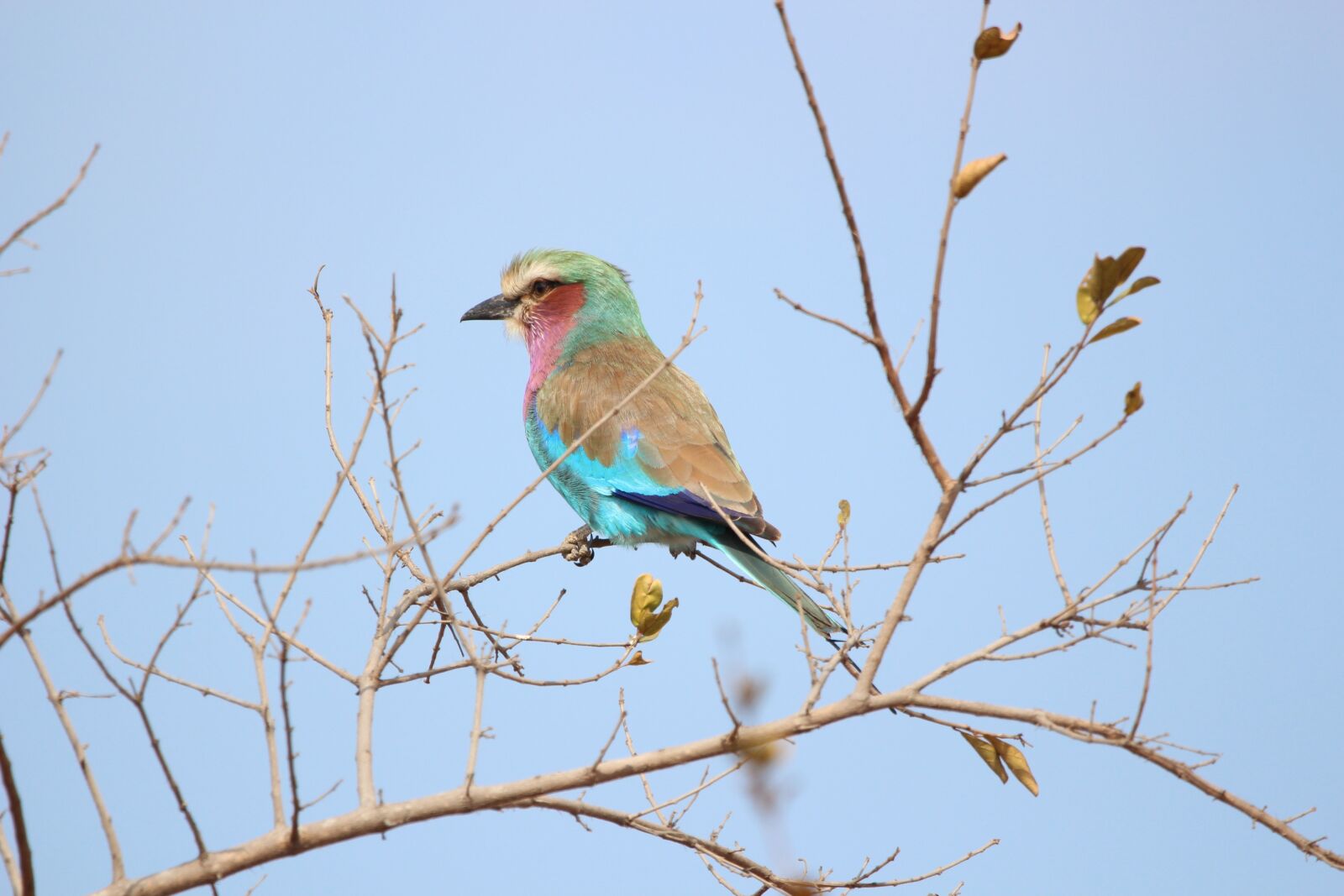 150-600mm F5-6.3 DG OS HSM | Contemporary 015 sample photo. Roller, bird, photography photography