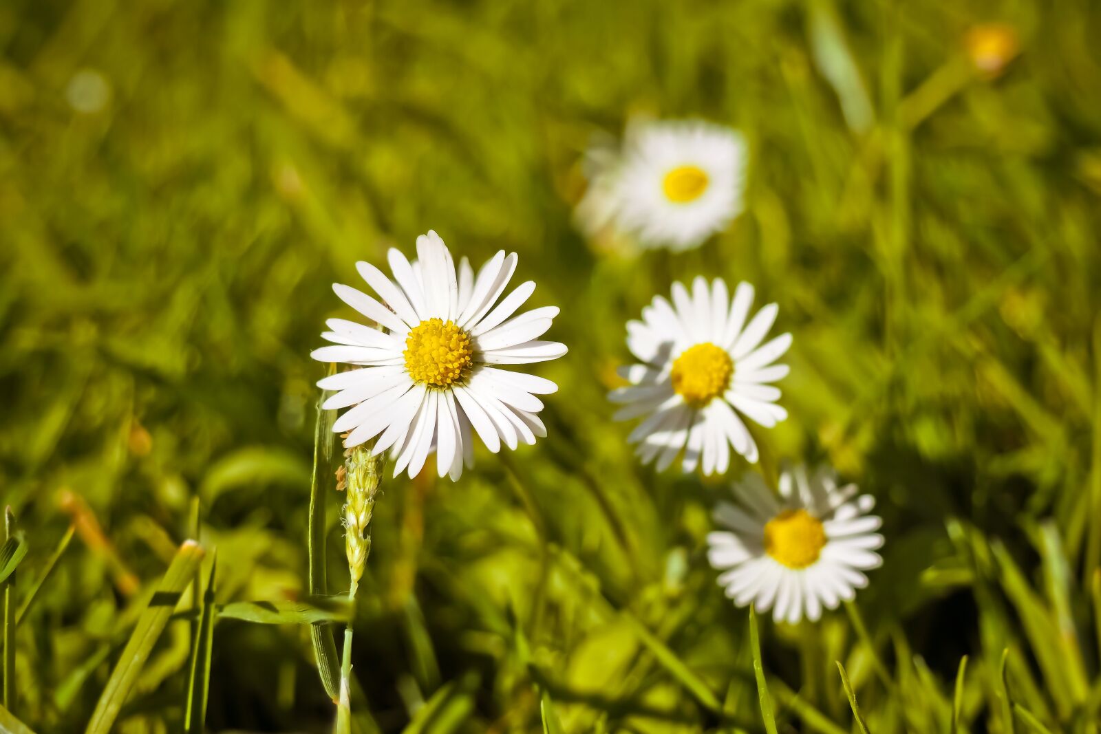 Olympus OM-D E-M10 sample photo. Meadow, margarite, flower photography
