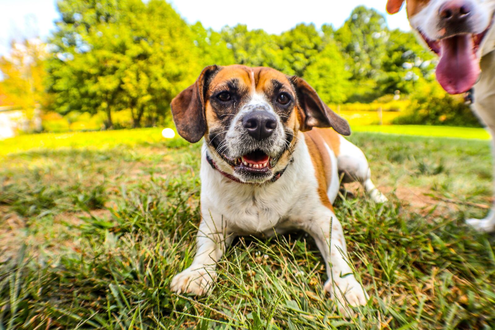 Canon EOS M6 + Canon EF-M 15-45mm F3.5-6.3 IS STM sample photo. Dog, pet, puppy photography