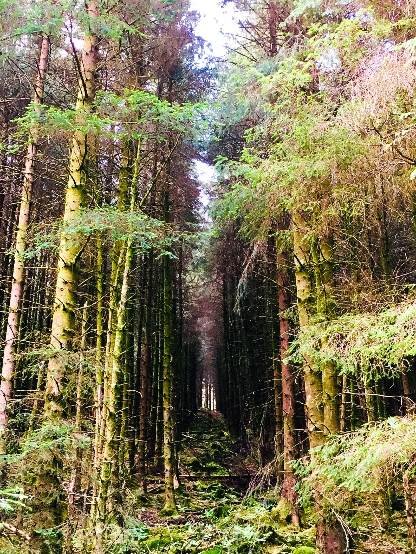 iPhone SE back camera 4.15mm f/2.2 sample photo. Forest, trees, scotland photography